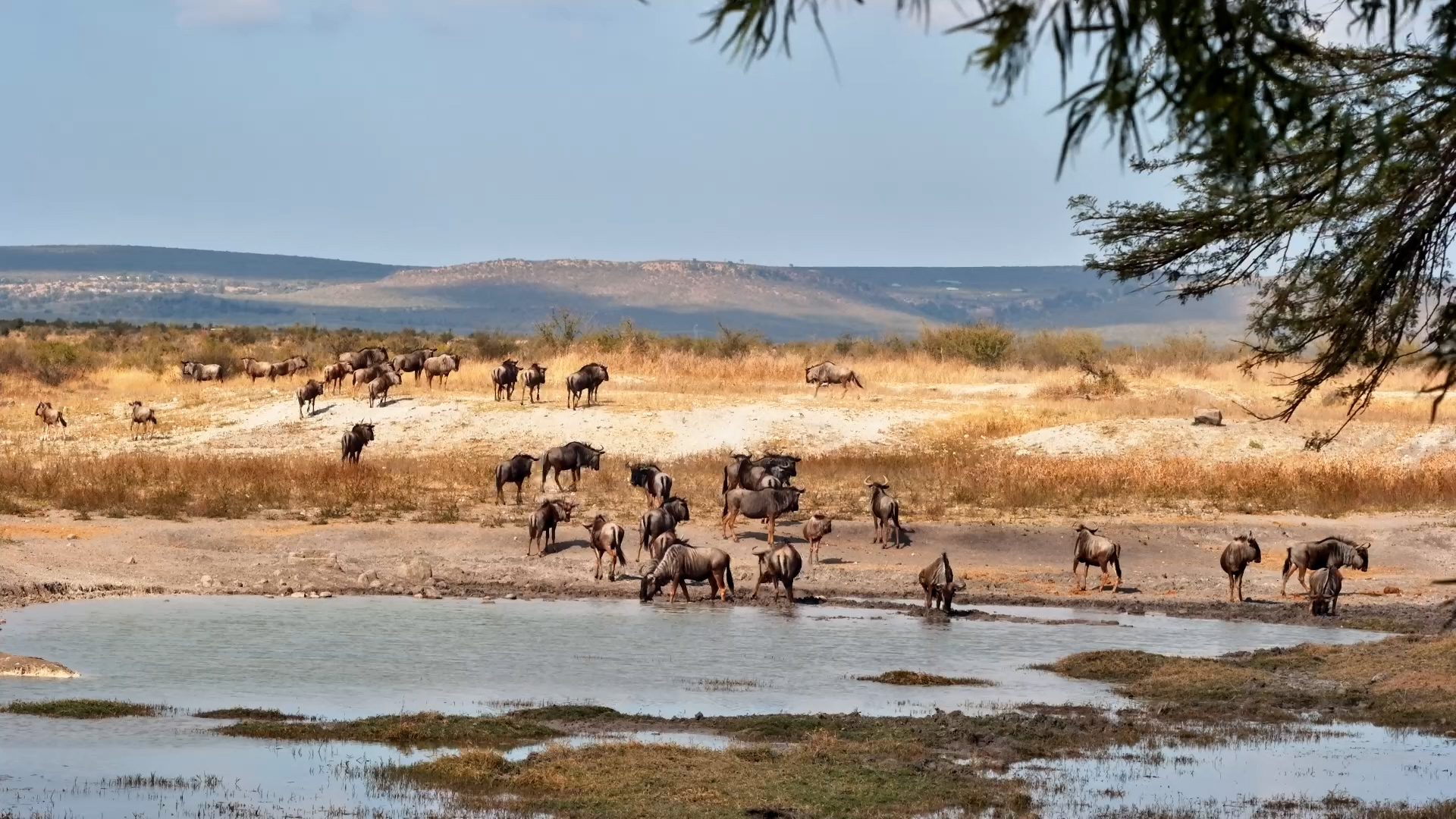 Wildebeest Herd Lines Up at Tau Waterhole