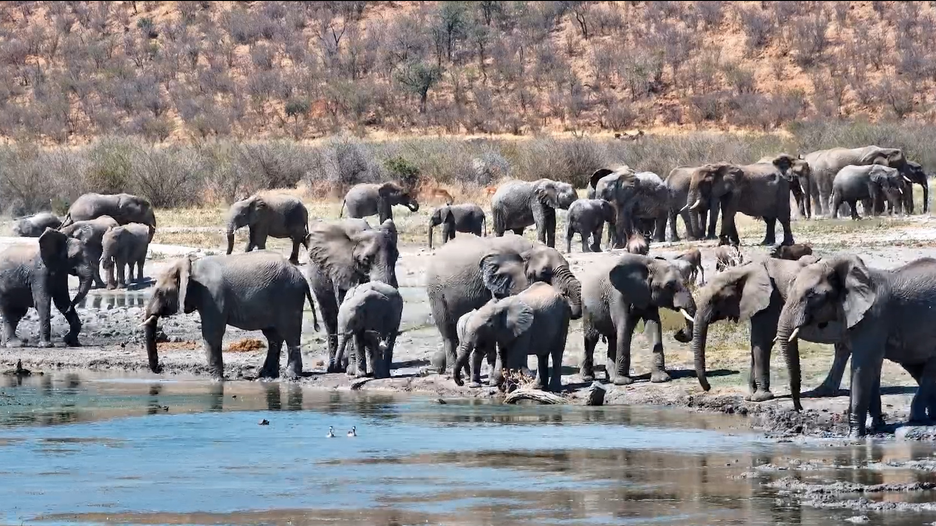 Elephants Galore at Tau - One Herd Arrives, Then Another!