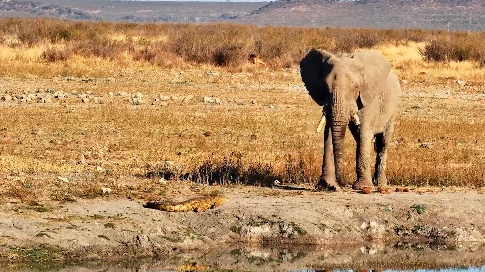 Elephant Nearly Steps on Crocodile!