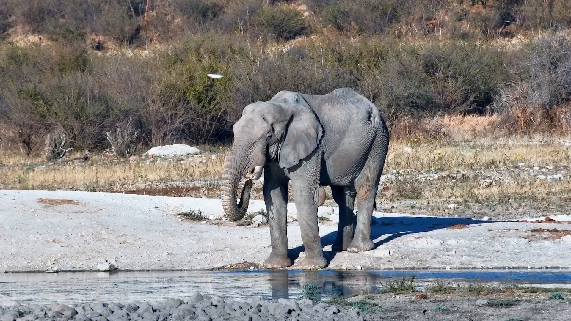 Wise Old Elephant Drinks at Tau