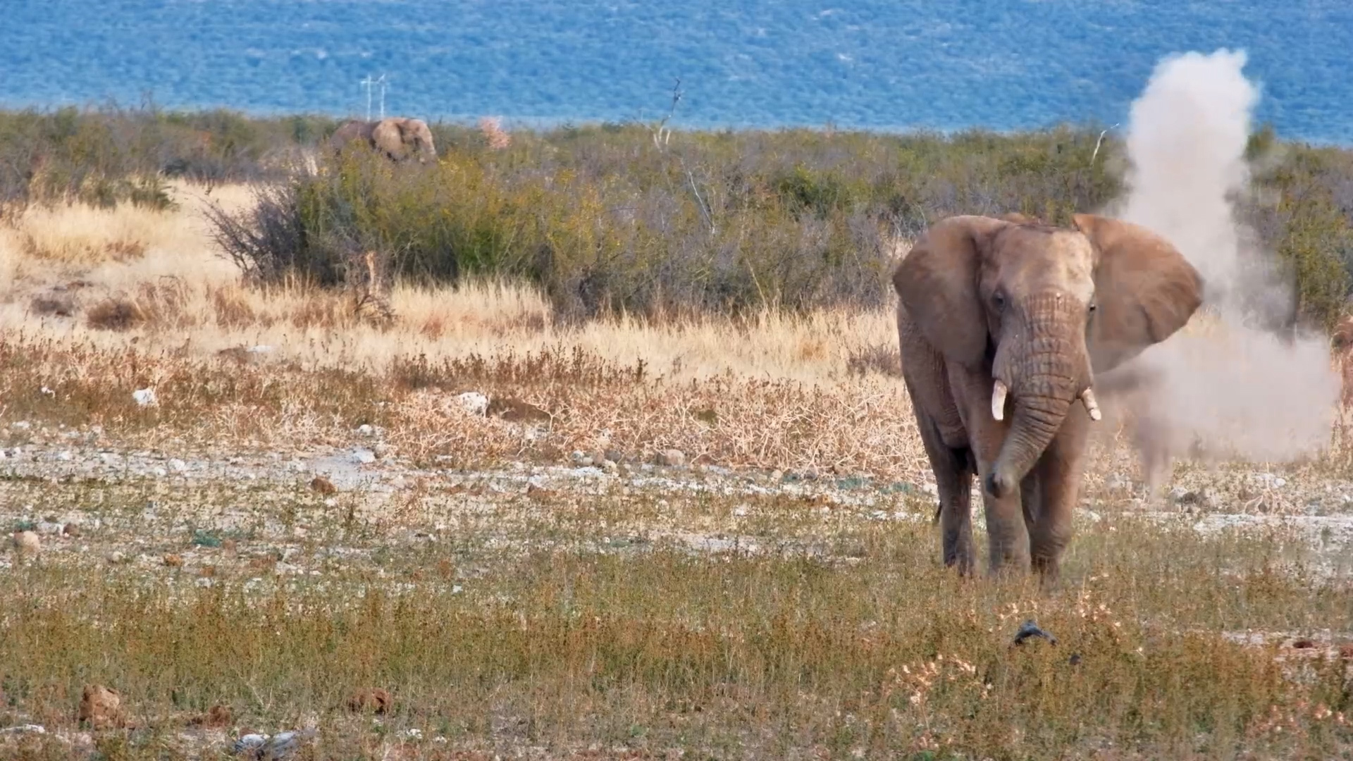 Dusty Swagger. Elephant Struts to Tau Waterhole