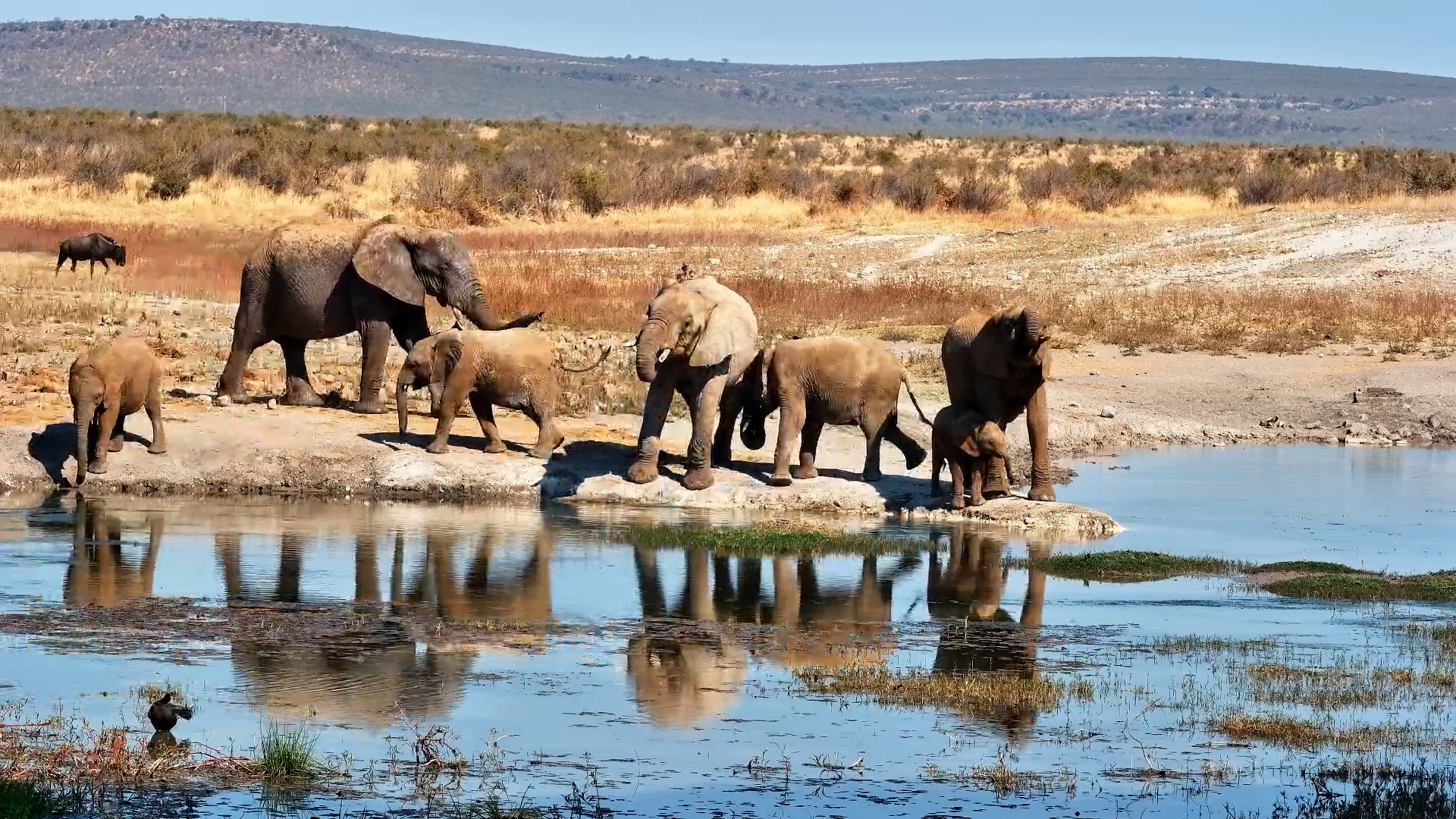 Happy Elephant Herd at Tau Waterhole