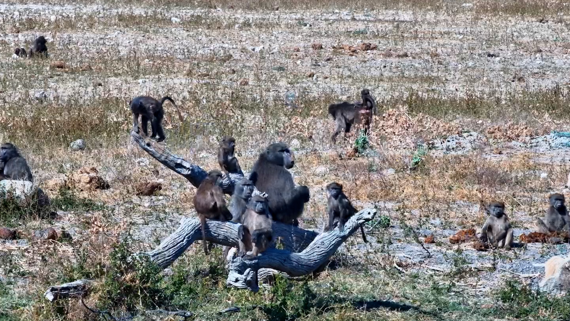 Baboon Family Fun: Playful Little Ones Climb Log at Tau Waterhole