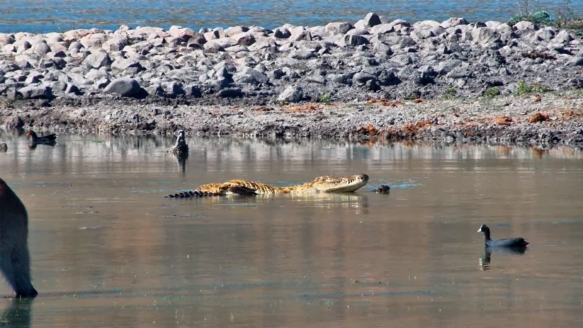 Waterbucks Watche Crocodile Love Story Unfold