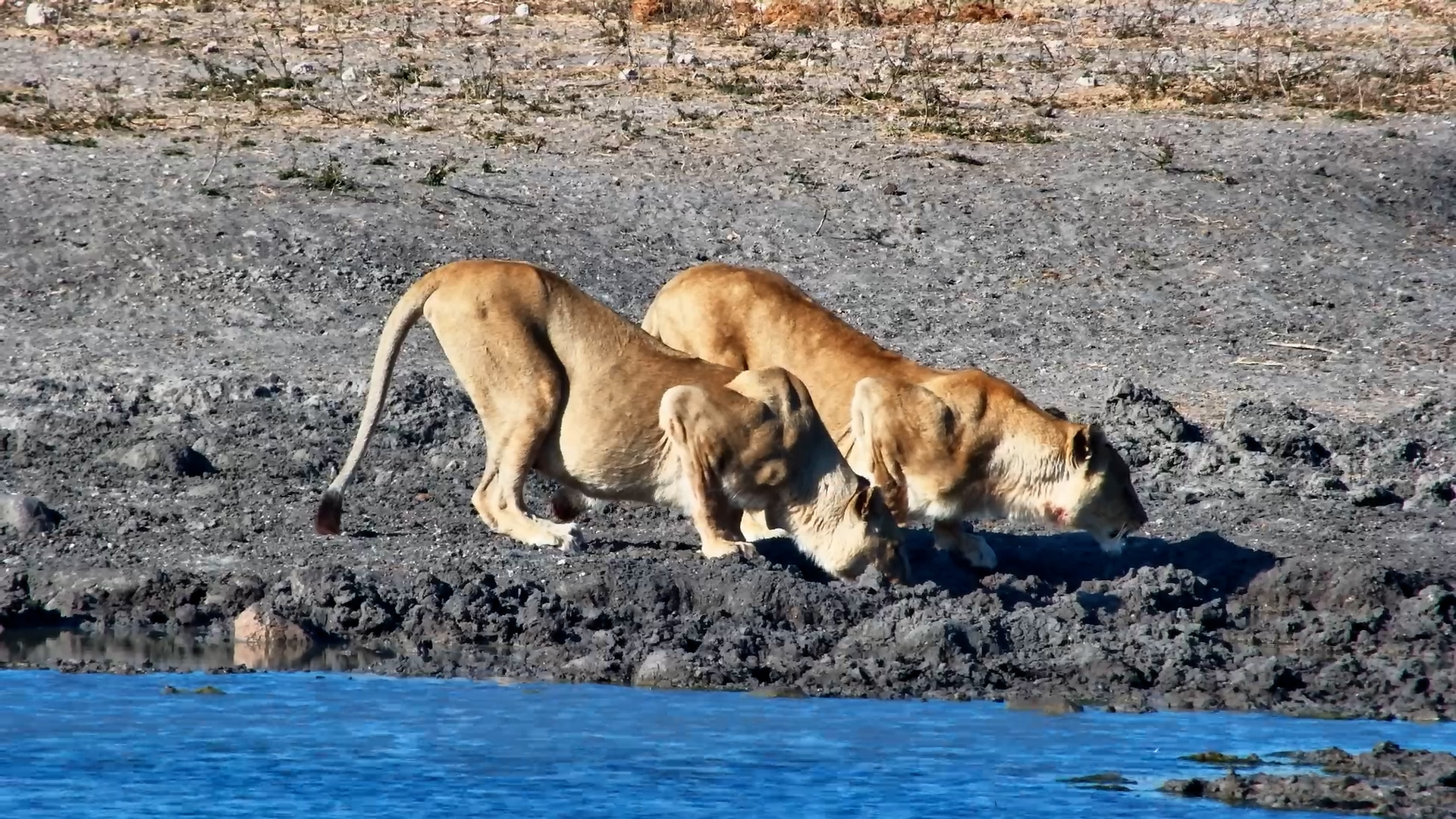 Two Lionesses Drink at Tau Waterhole