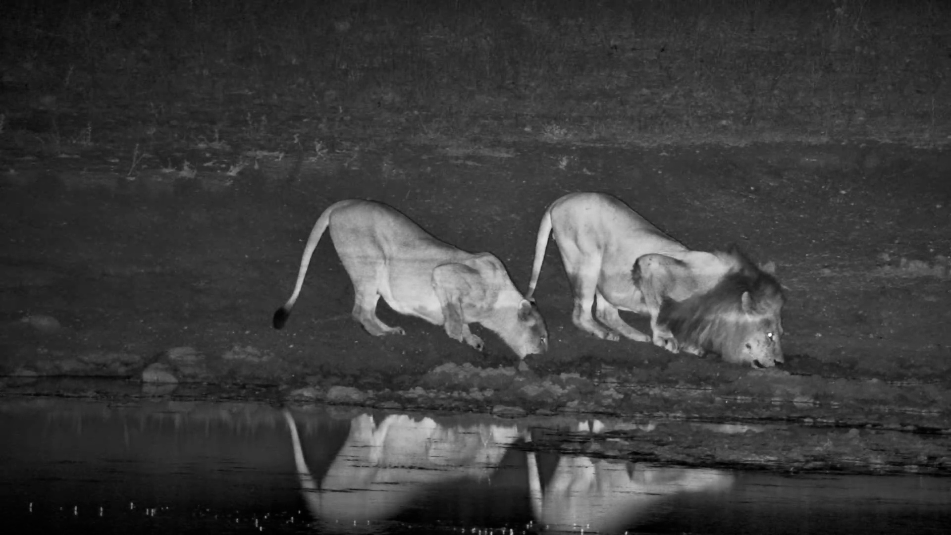 Lions Drink at Tau Waterhole