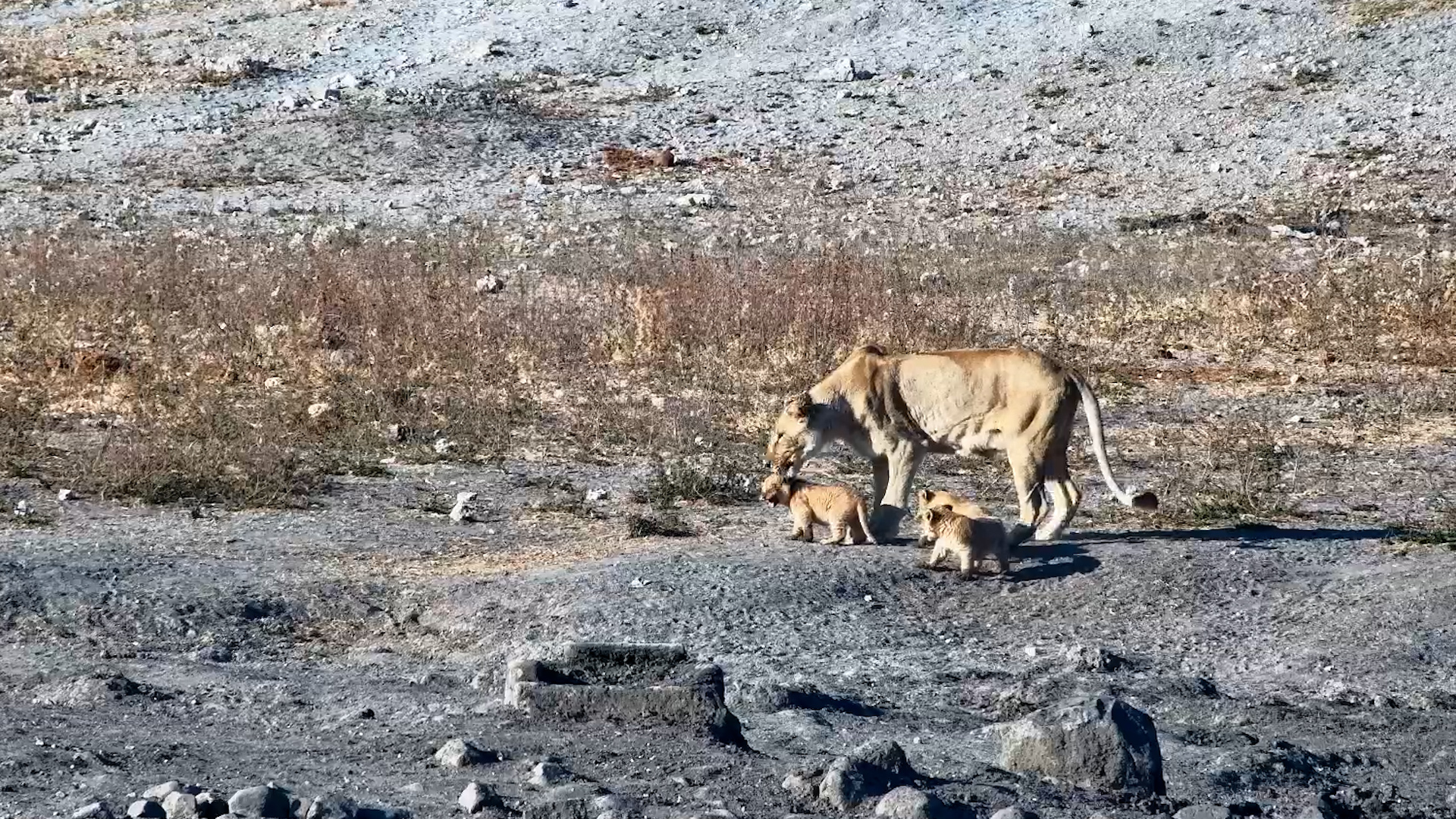 Tiny Lion Cubs Experience Their first Waterhole Outing