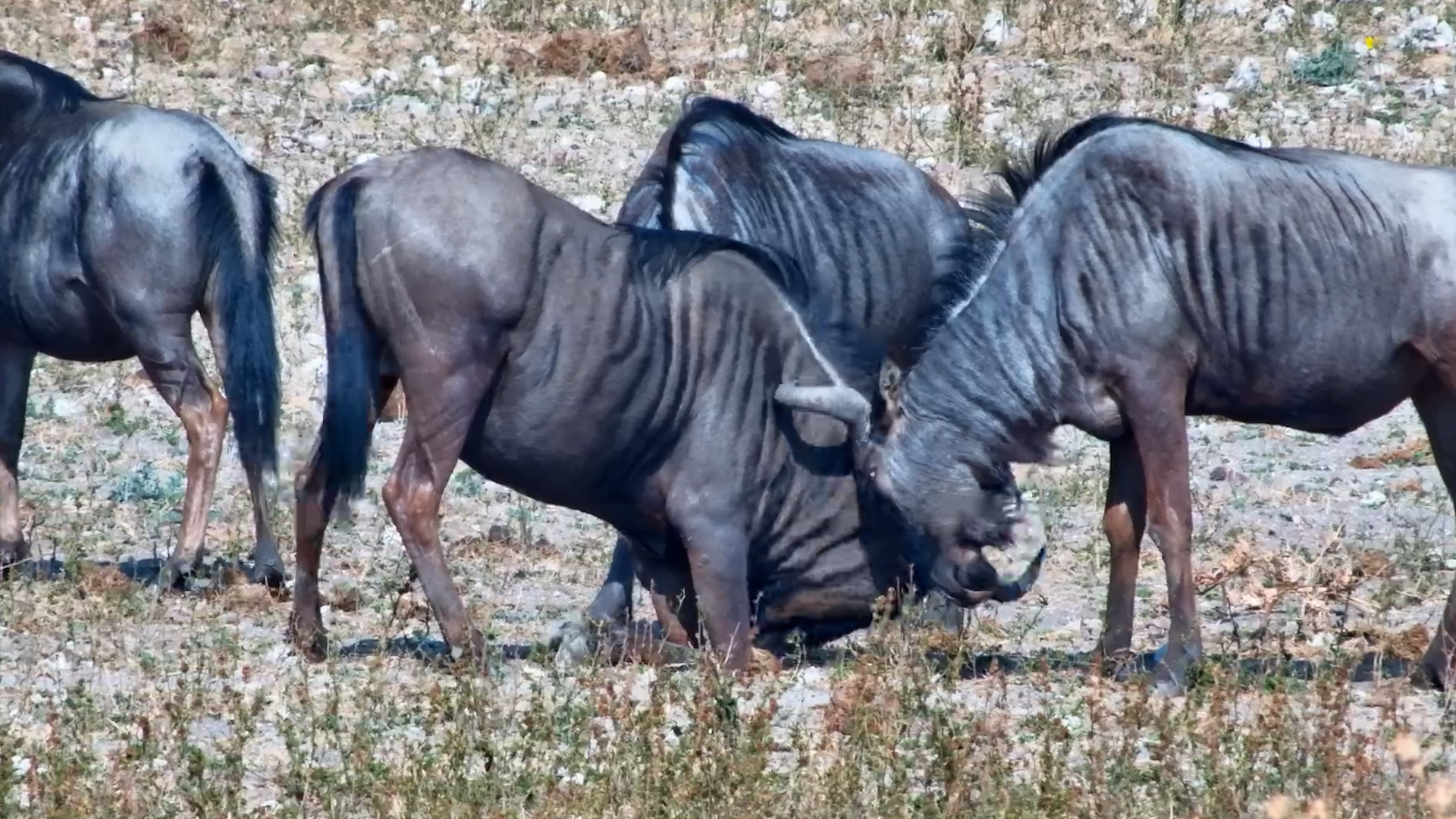 Wildebeest Wrestling Match