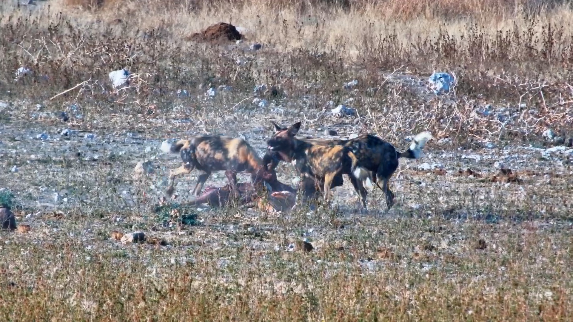Painted Wolves Feast on Impala Lunch