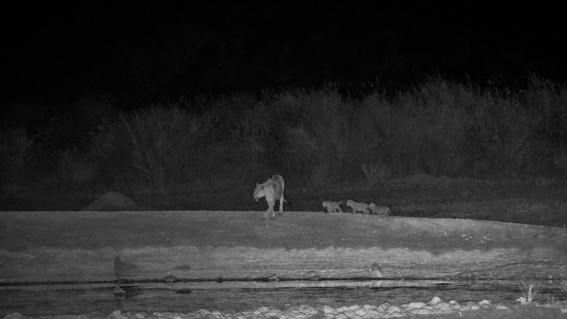 Lioness and Her Three Tiny Cubs Walk In the Dark