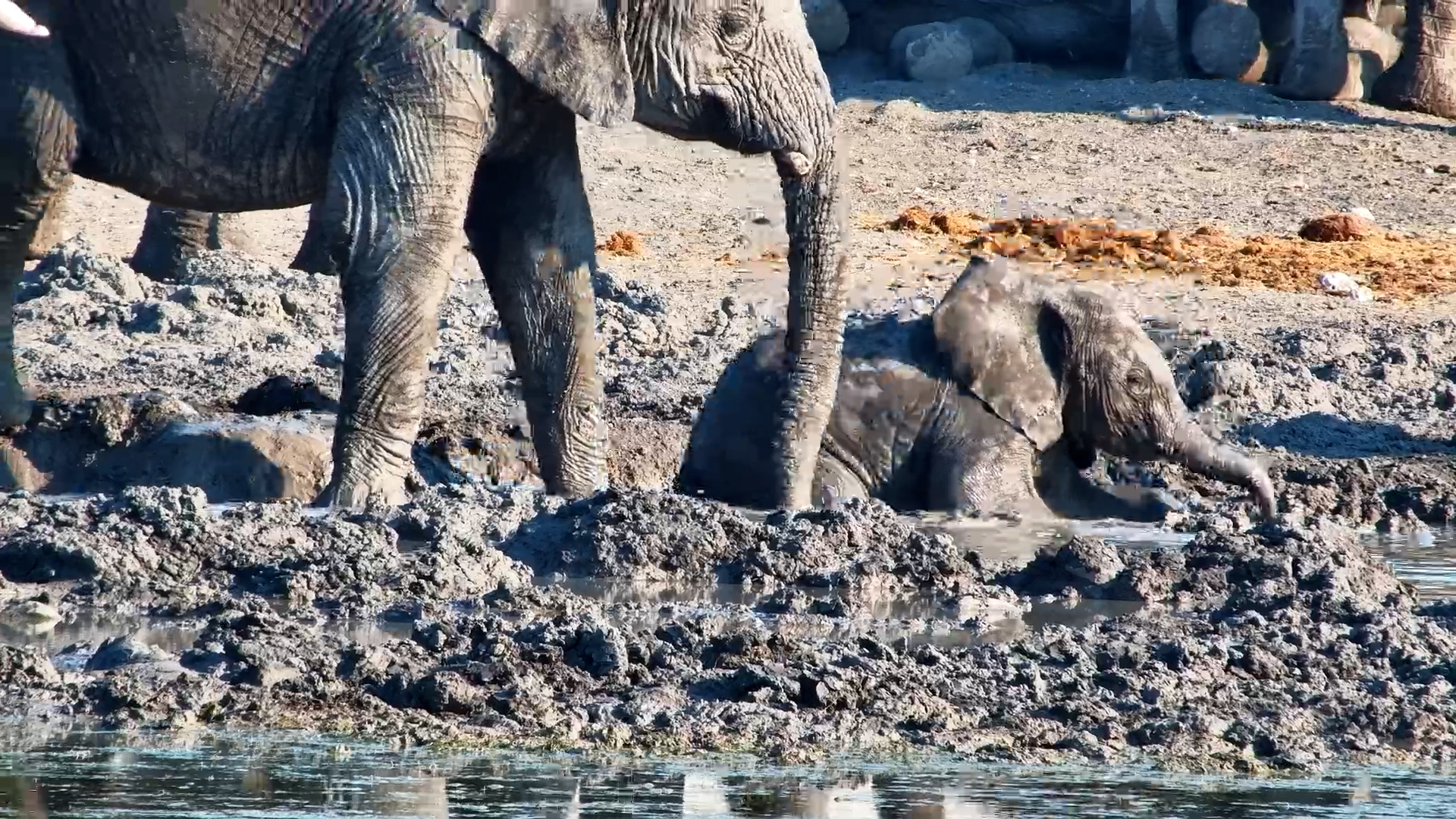 Thirsty Herd at Tau: Little Elephant Can’t Resist the Mud