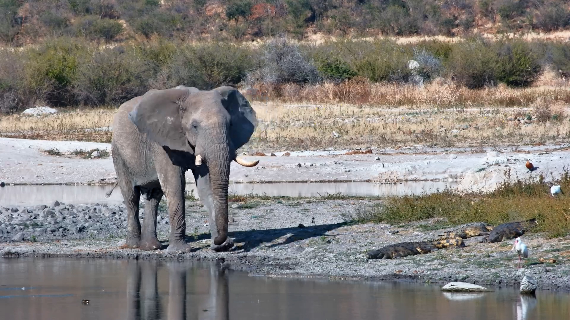Crocodiles Block the Path - Elephant Chooses Detour!