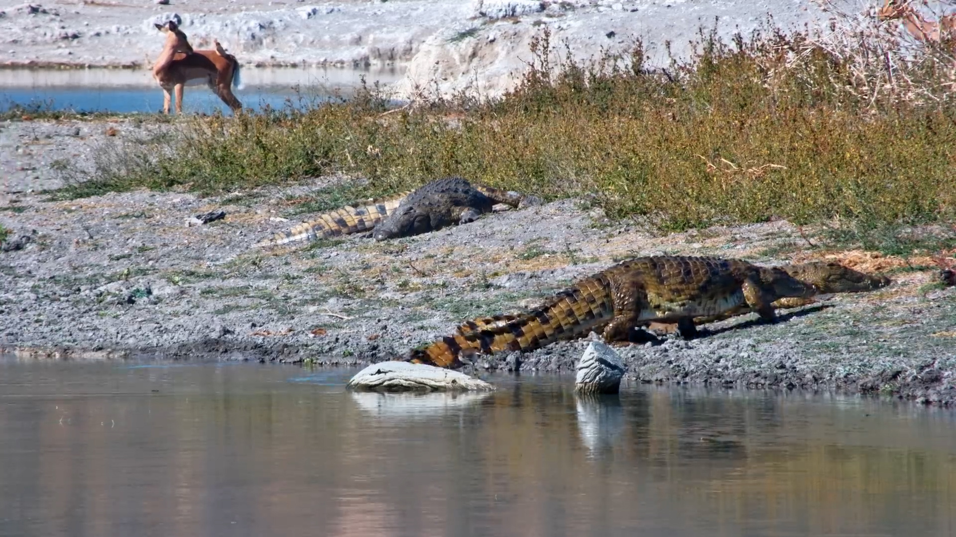 Courtship in the Water: Crocodiles Mating at Tau