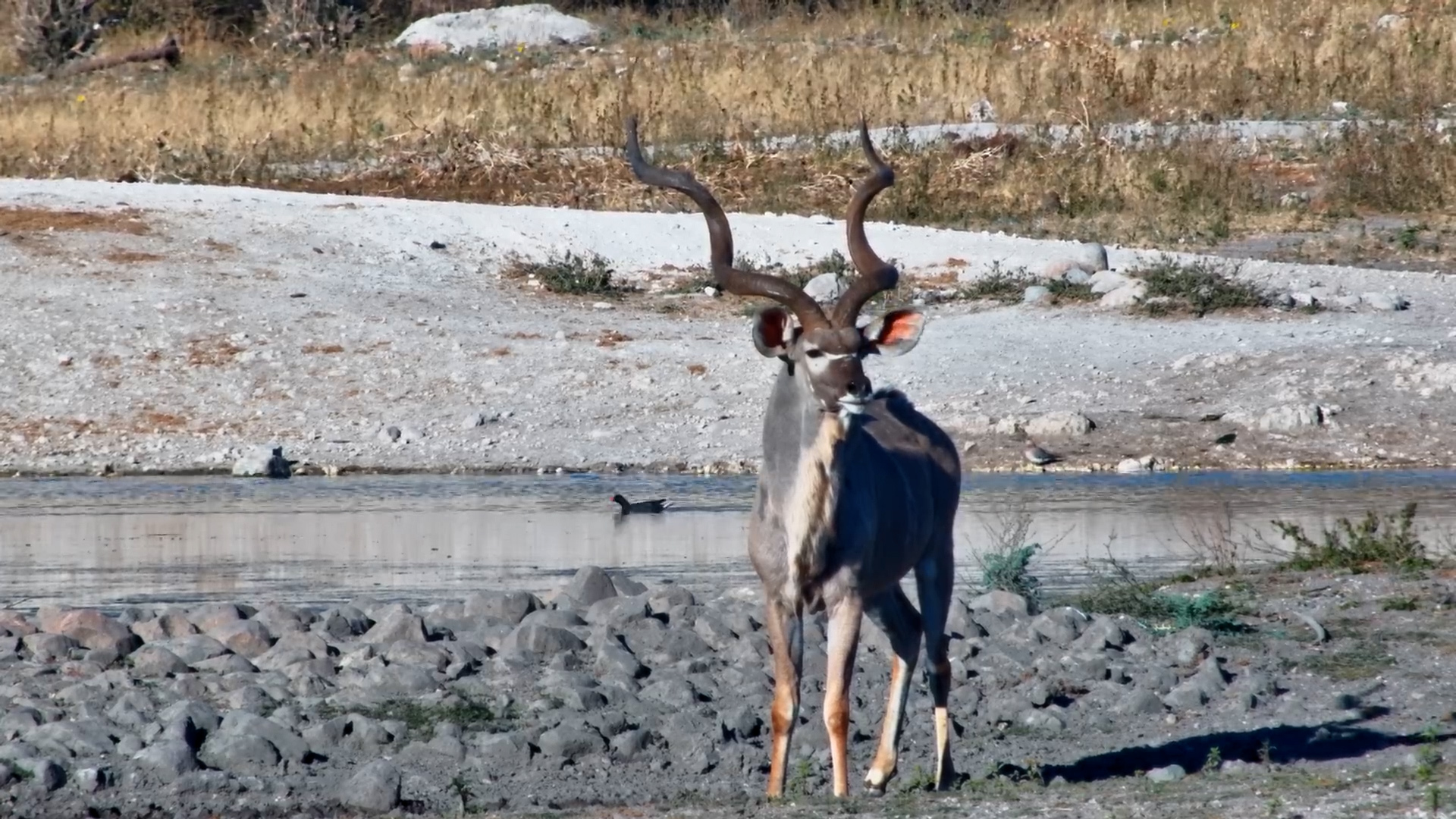 Majestic Kudu Bull with Towering Horns Visits Tau Waterhole