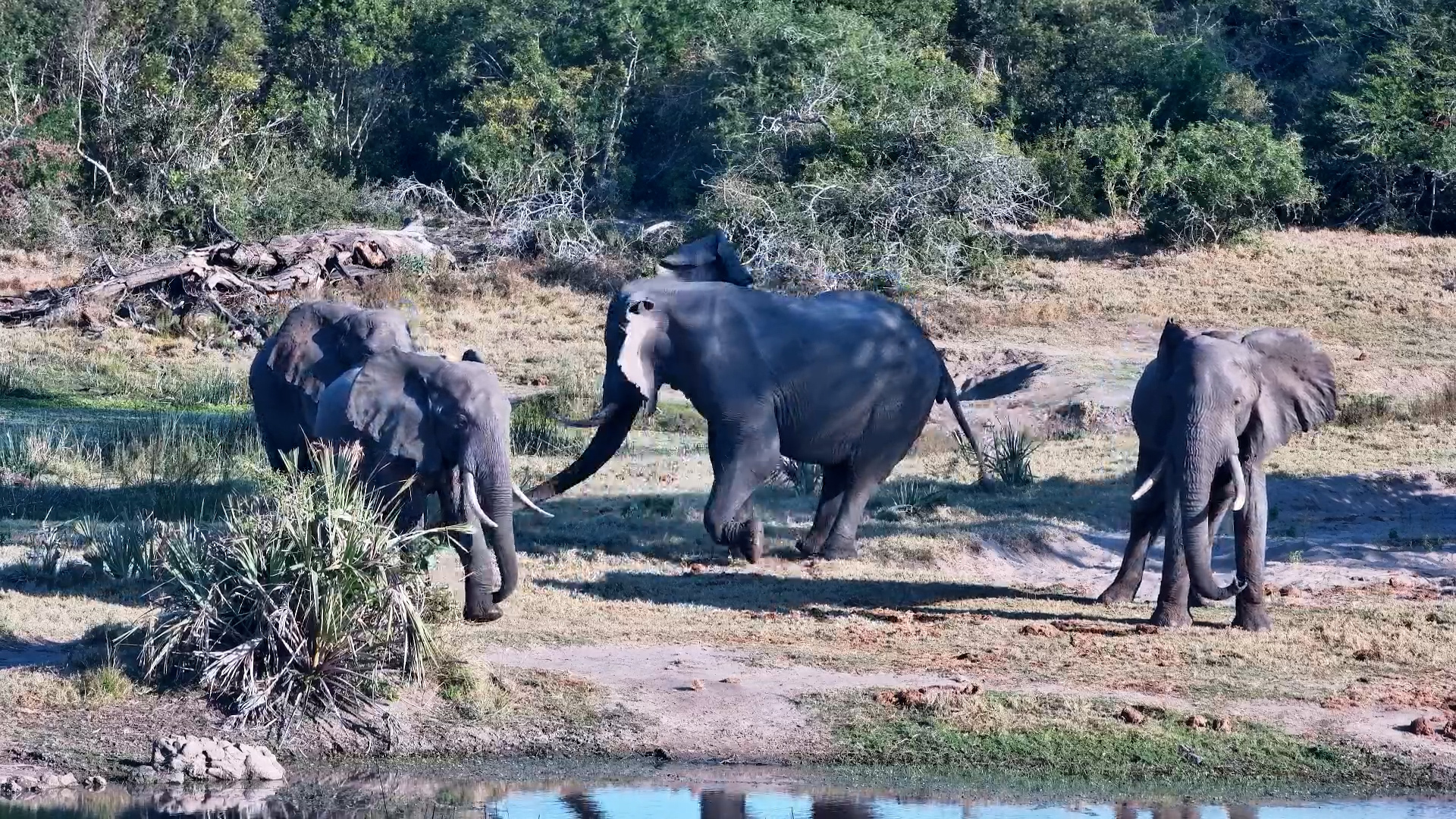 Playful Elephant Bulls Spar Gently at Tembe Waterhole