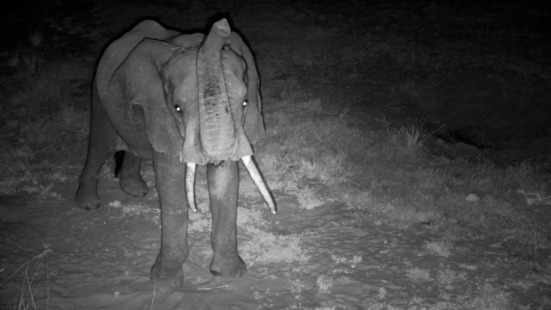 Lone Elephant Sniffs the Air at Night