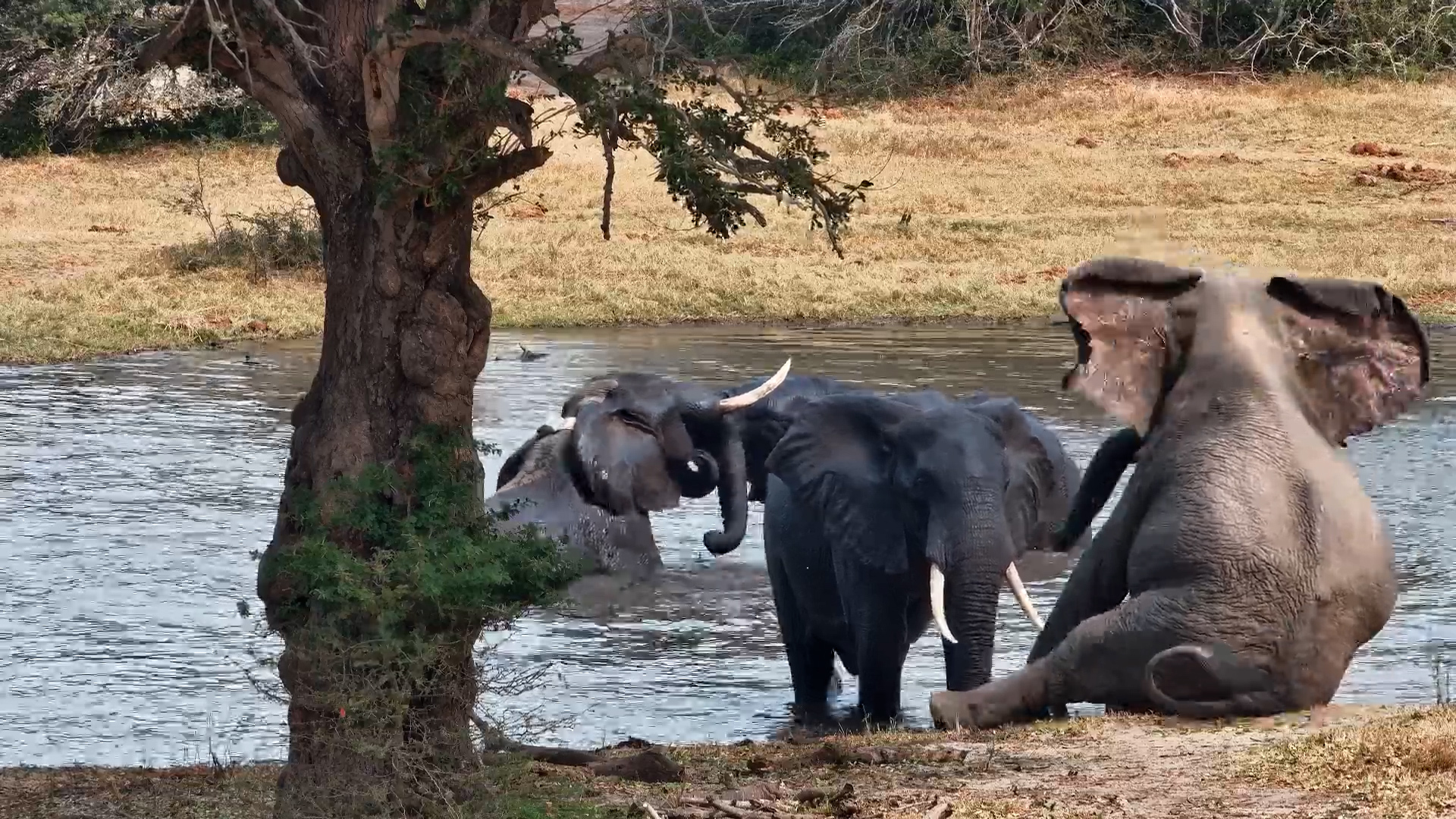 Elephants Play and Wrestle in Water at Tembe
