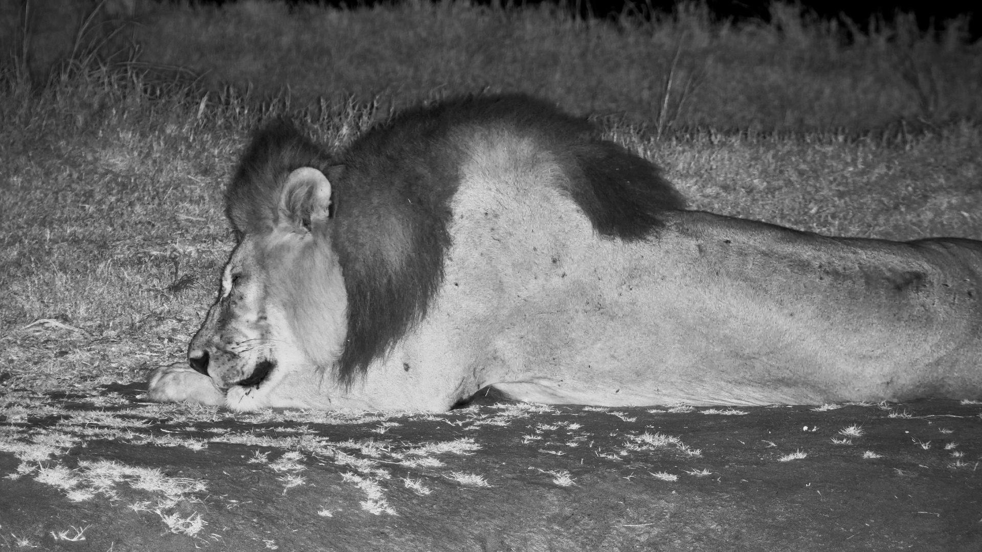 Lone Lion Sleeps by Tembe Waterhole