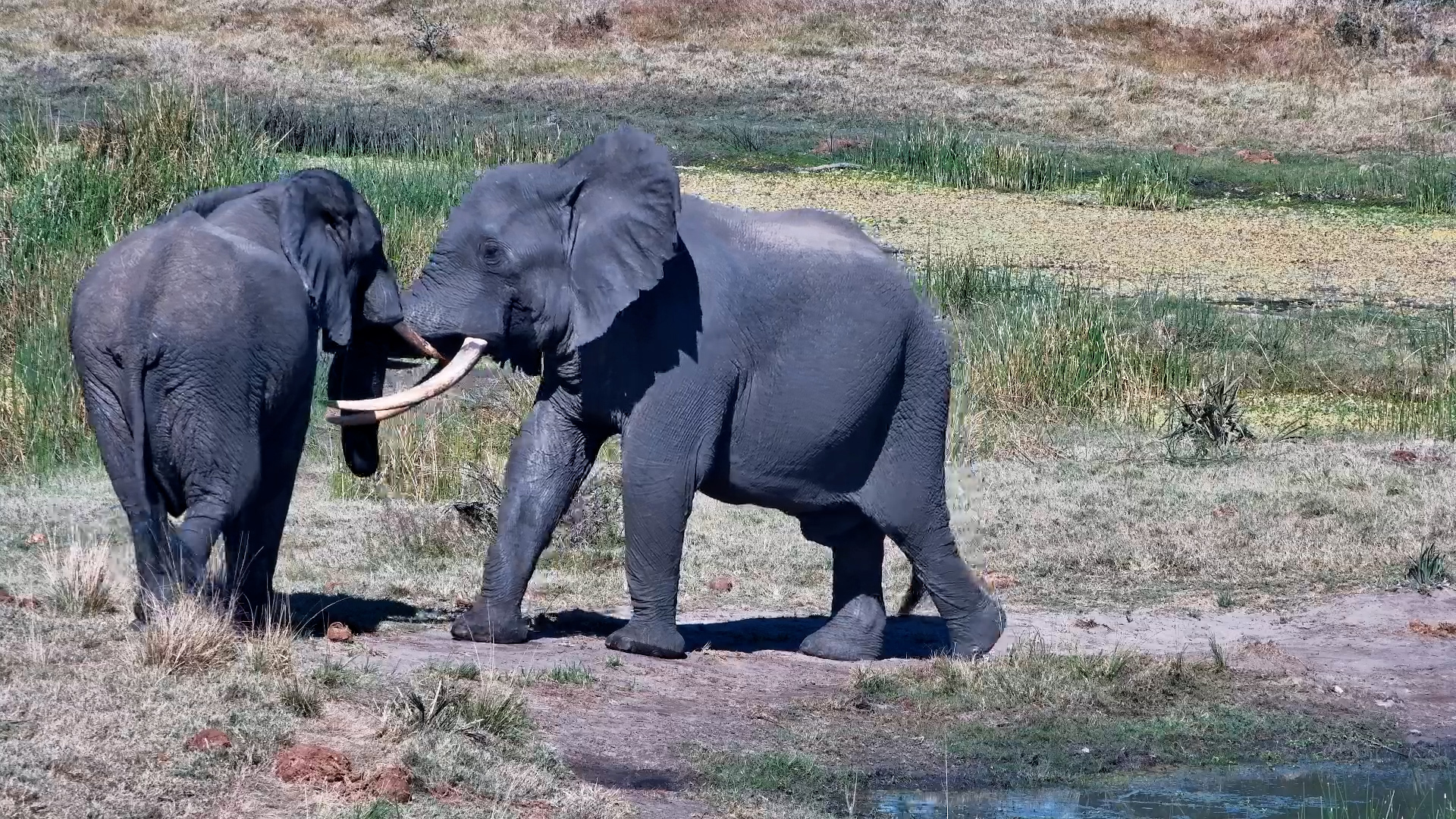 Two Elephants Enjoy a Gentle Game at Tembe Waterhole