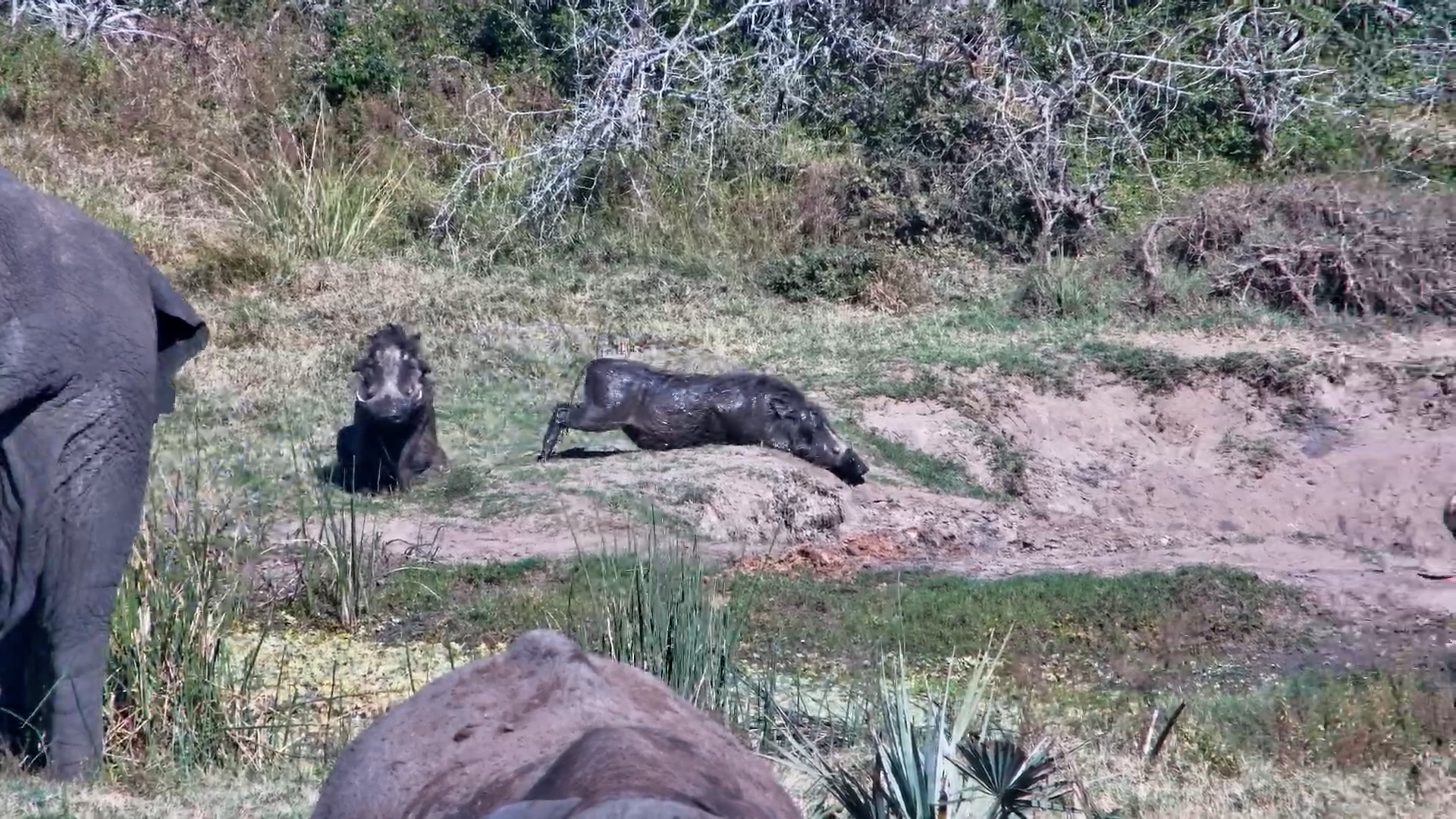 Warthogs & Elephants Share a Day Out at Tembe Waterhole