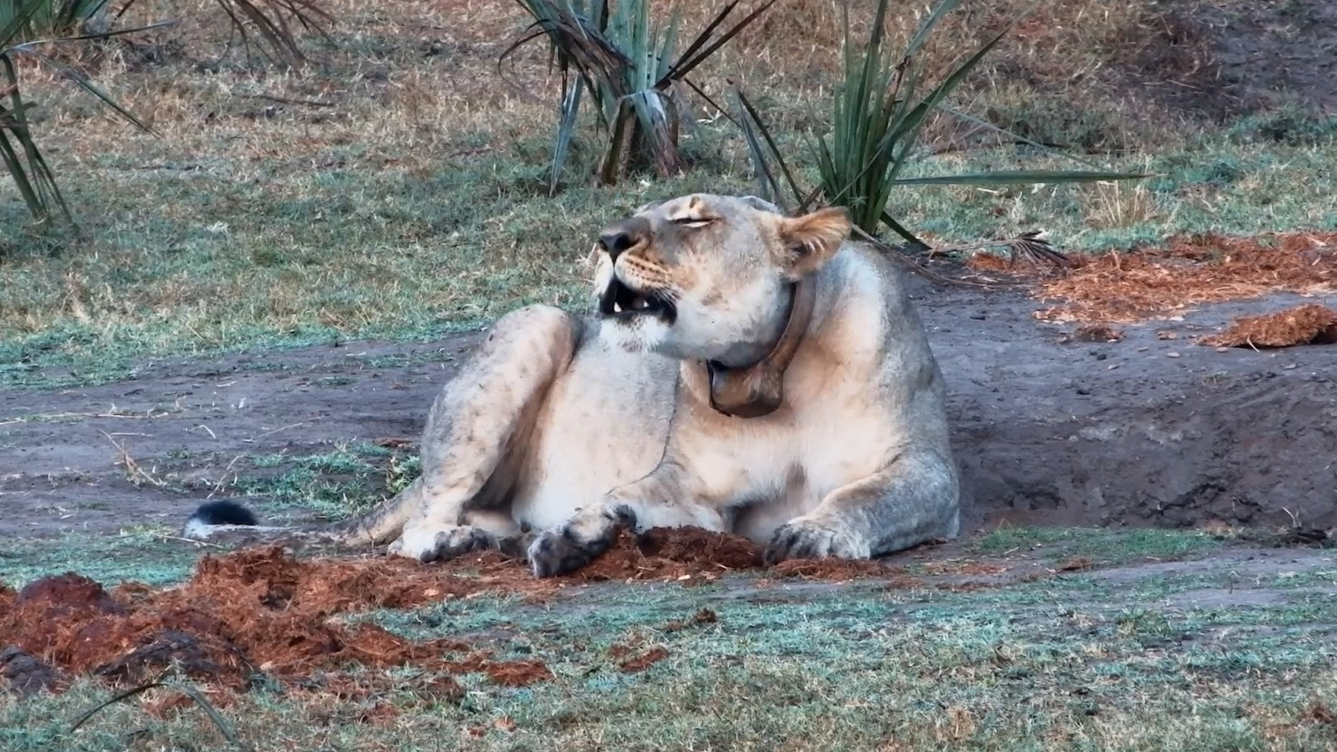 Where Are You? Lioness Roars Into the Morning