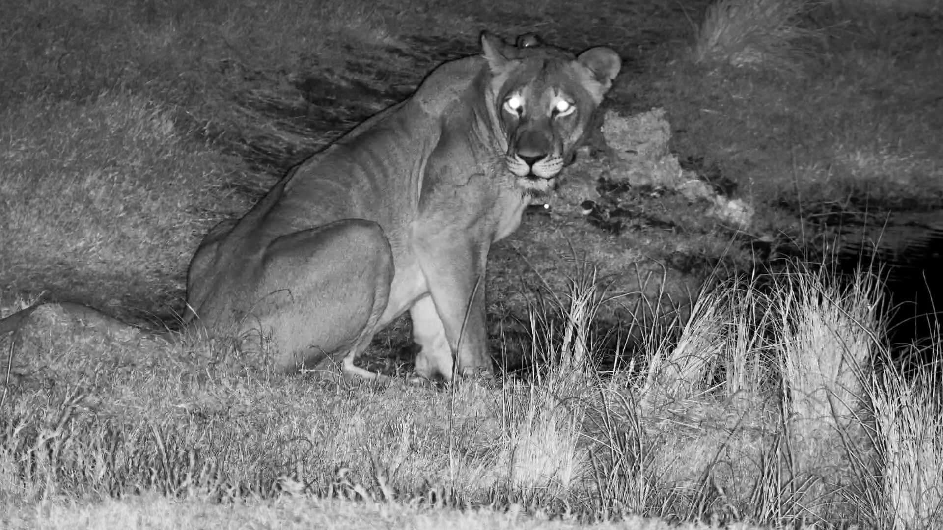 Thirsty Queen of the Night: Lioness at Tembe
