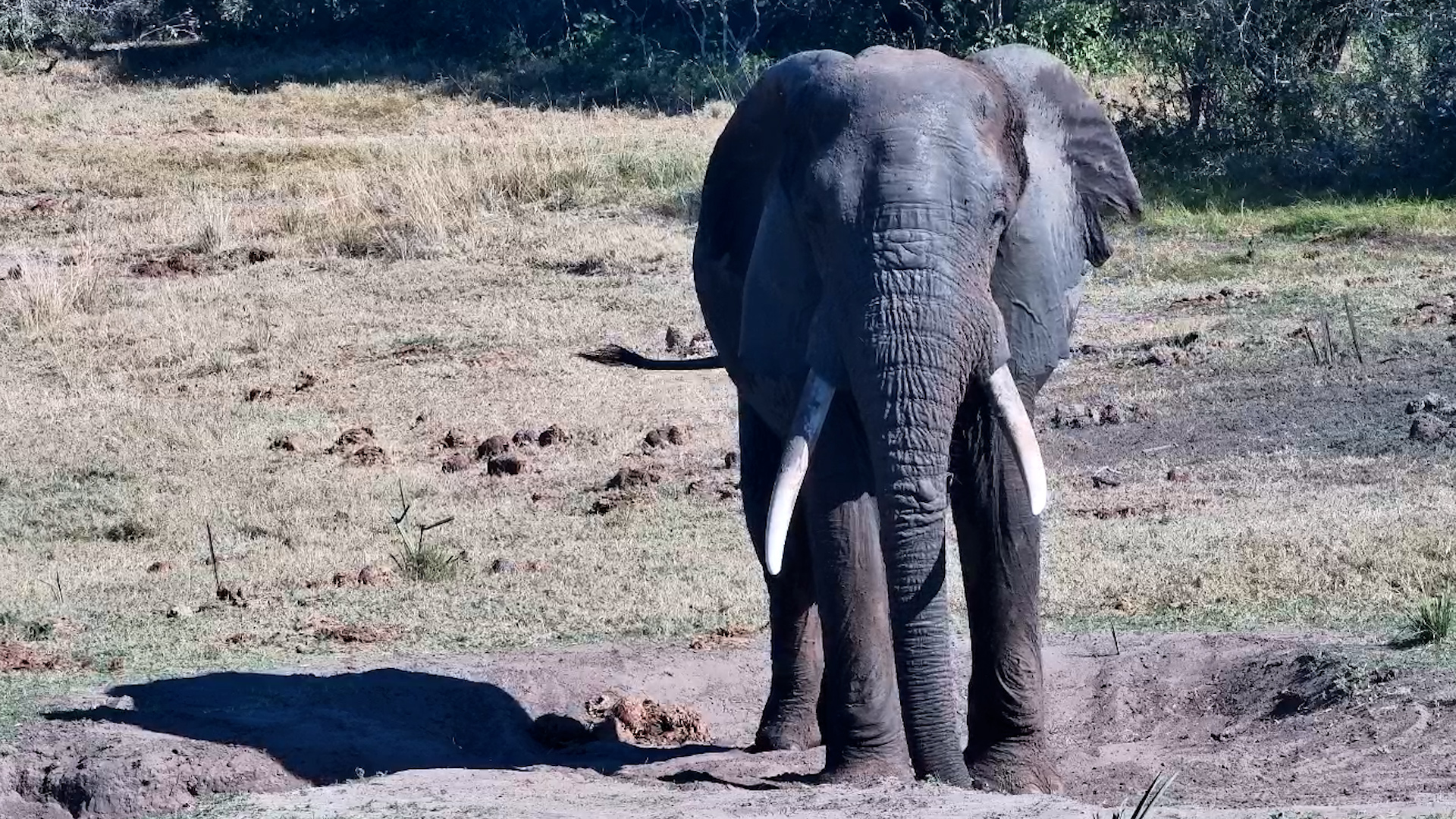 Dusty Delight! Elephant Bull Enjoys a Relaxing Dust Bath