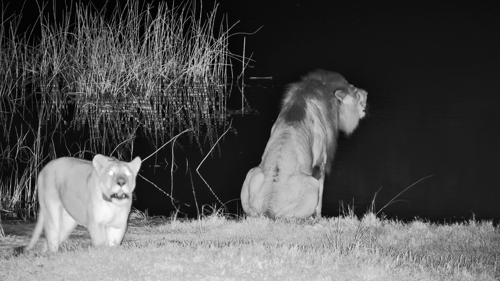Dawn Roars | Lions Make a Racket at Tembe