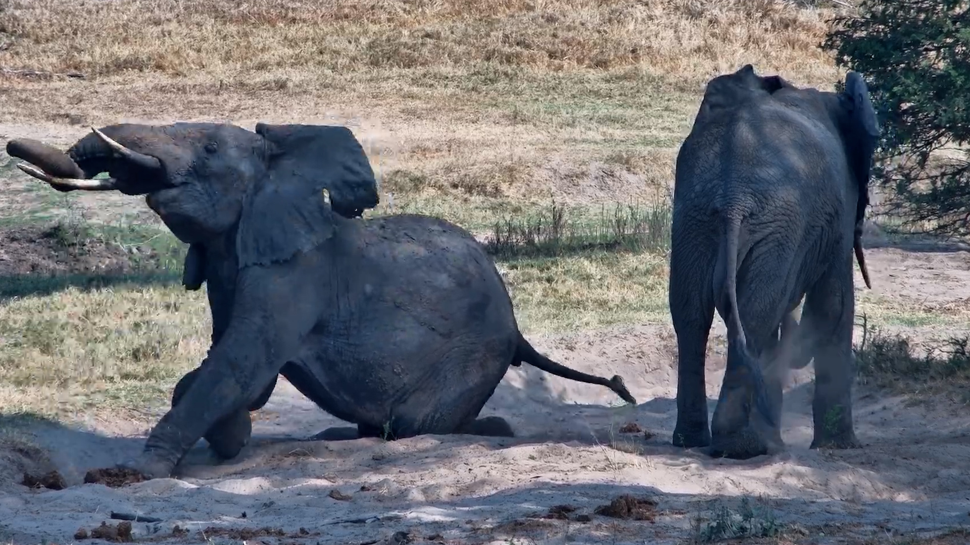Scratch Buddies! Elephants Help Each Other After Dust Bath