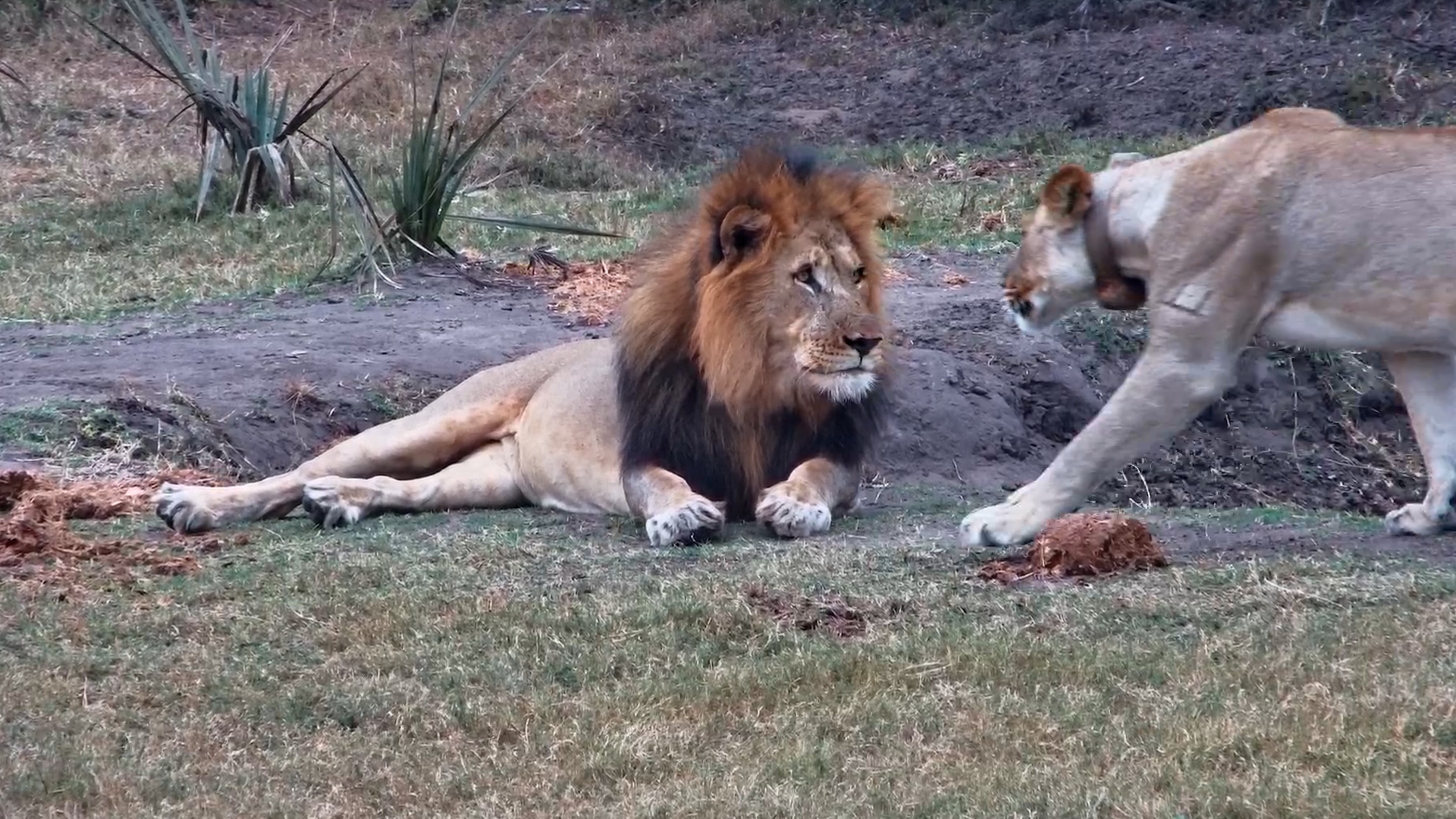 Female Lion Slaps Male in the Face