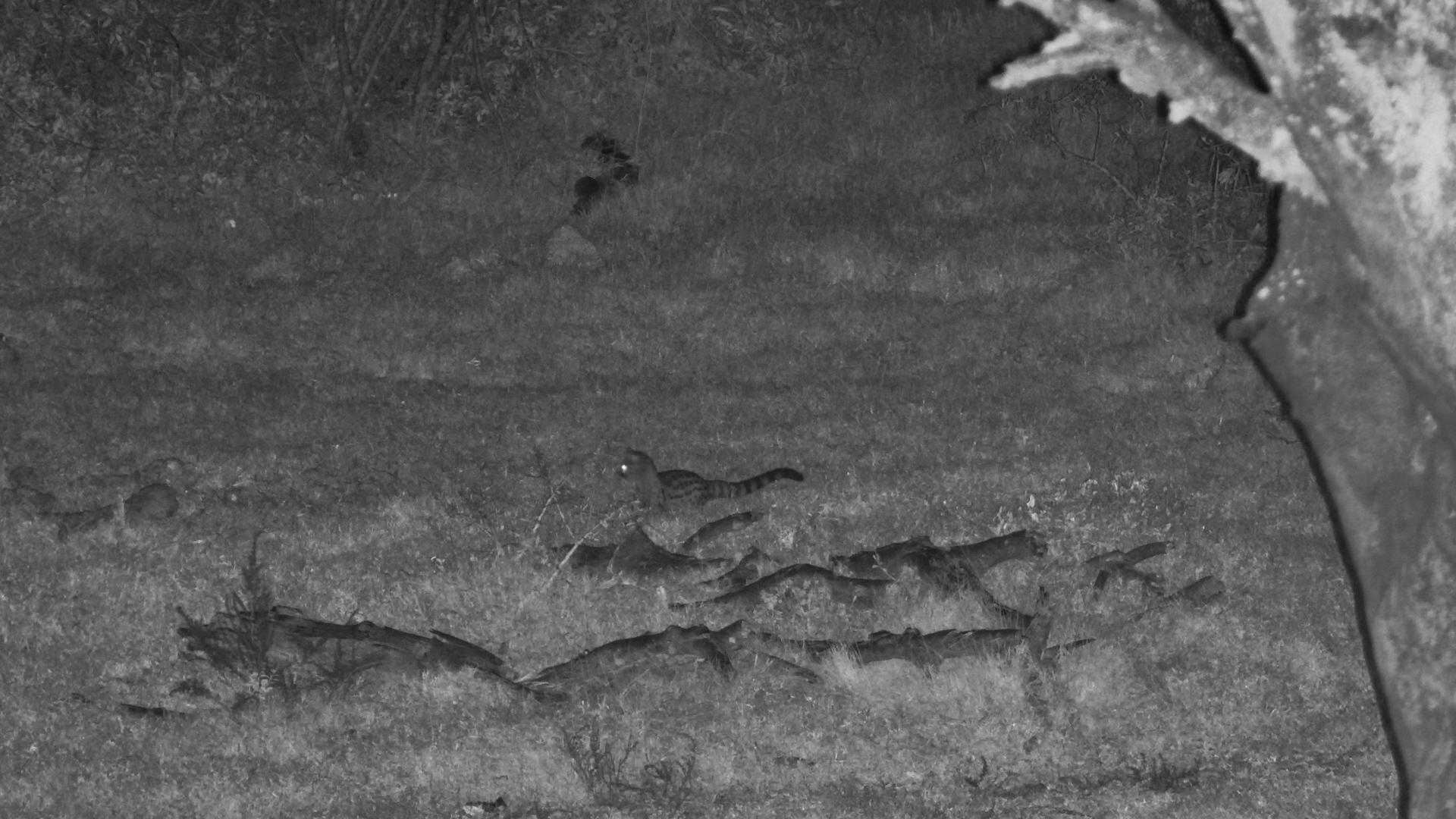 Large-Spotted Genet Stalks Among Fallen Logs