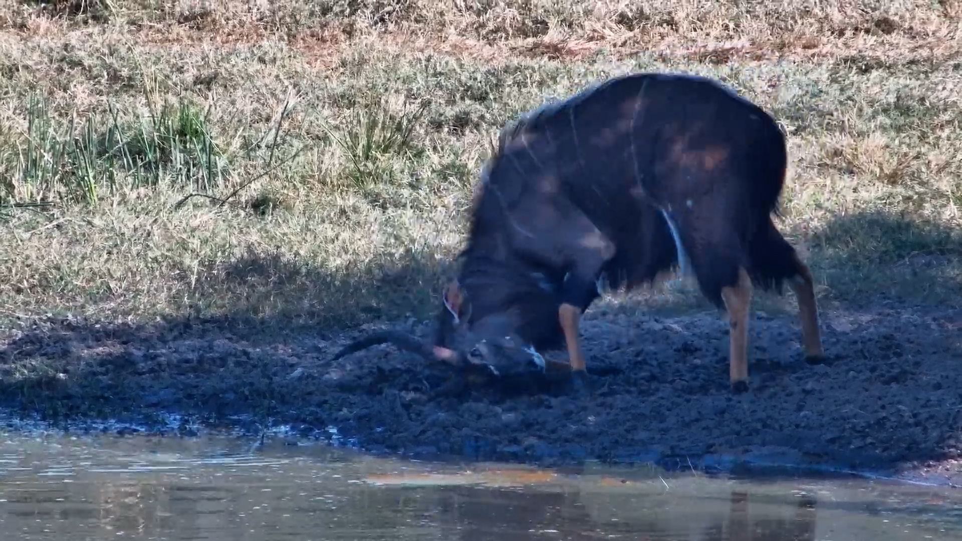 Nyala Bull Gets Muddy Horns