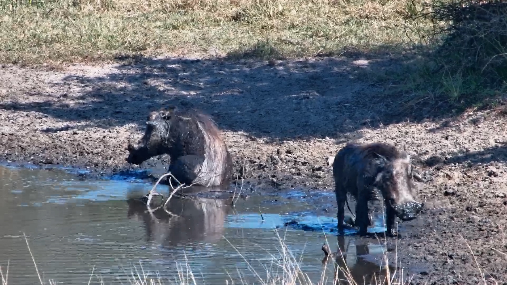 Warthog Pair Enjoy a Mud Bath at Tembe