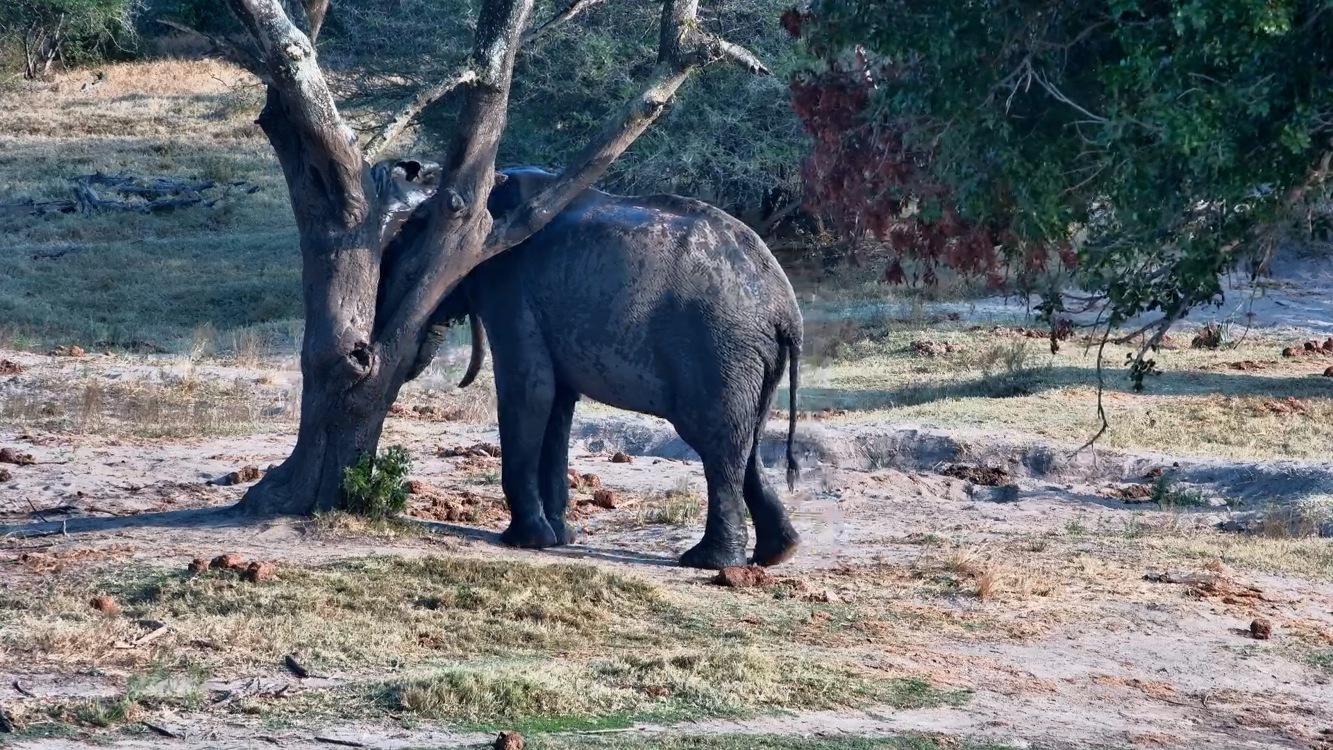 Elephant Bliss! Scratches, Dust Bath & Pure Tembe Relaxation