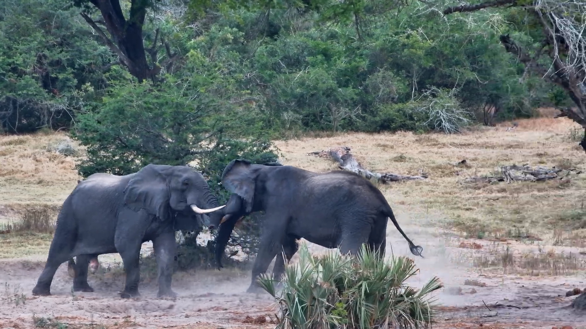 Two Bulls Tussle at Tembe