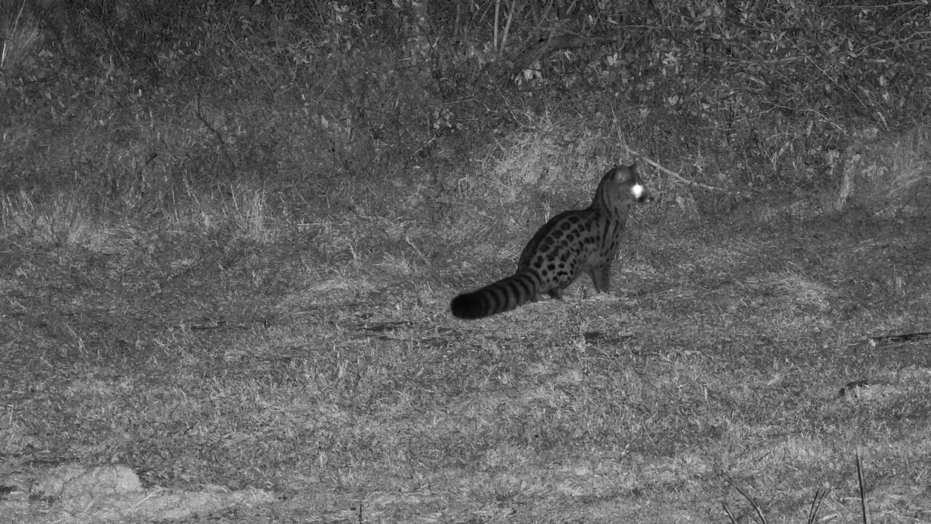 Large-Spotted Genet on the Hunt at Tembe