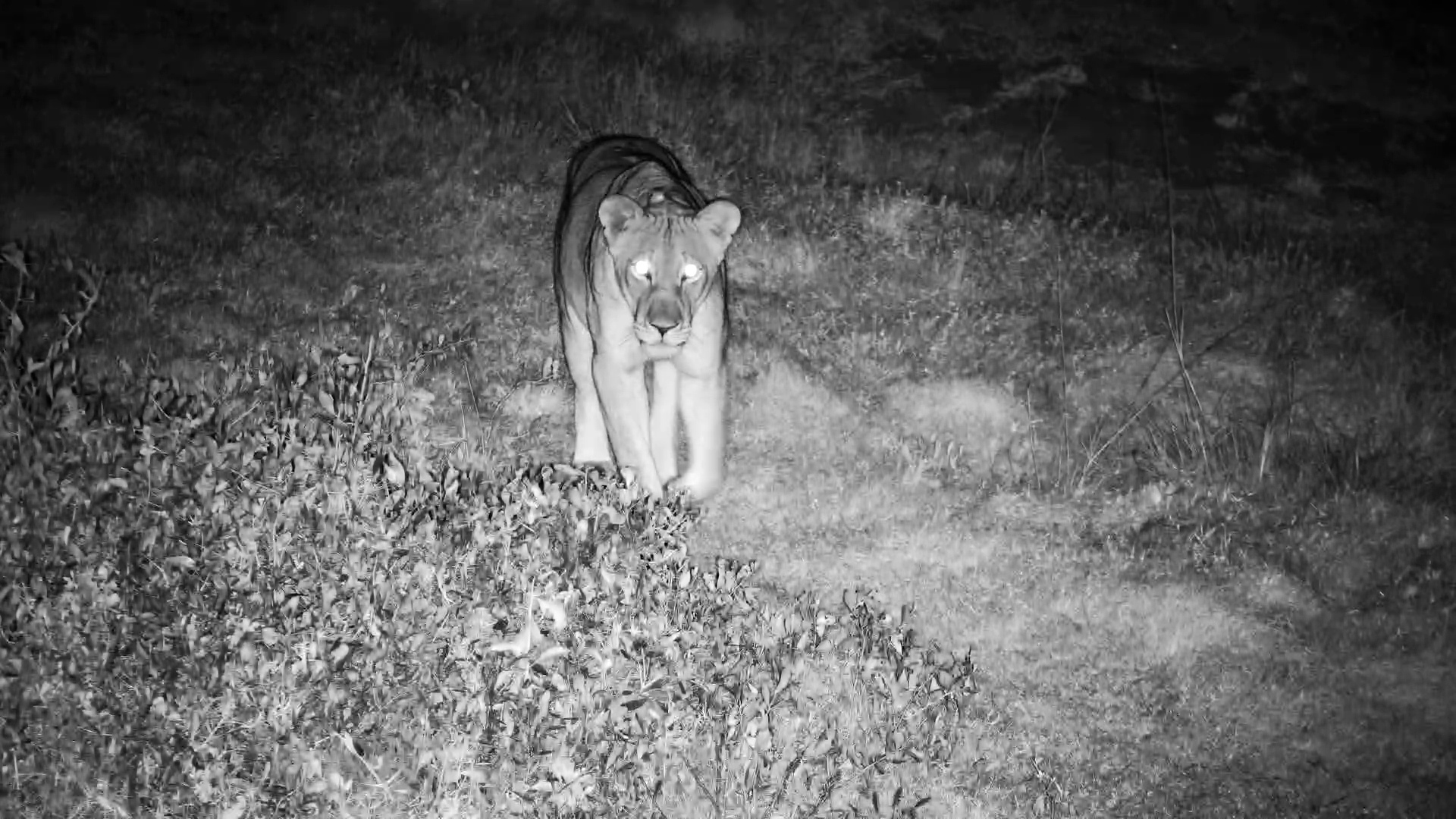 Lioness Surveys Tembe Waterhole Under the Night Sky