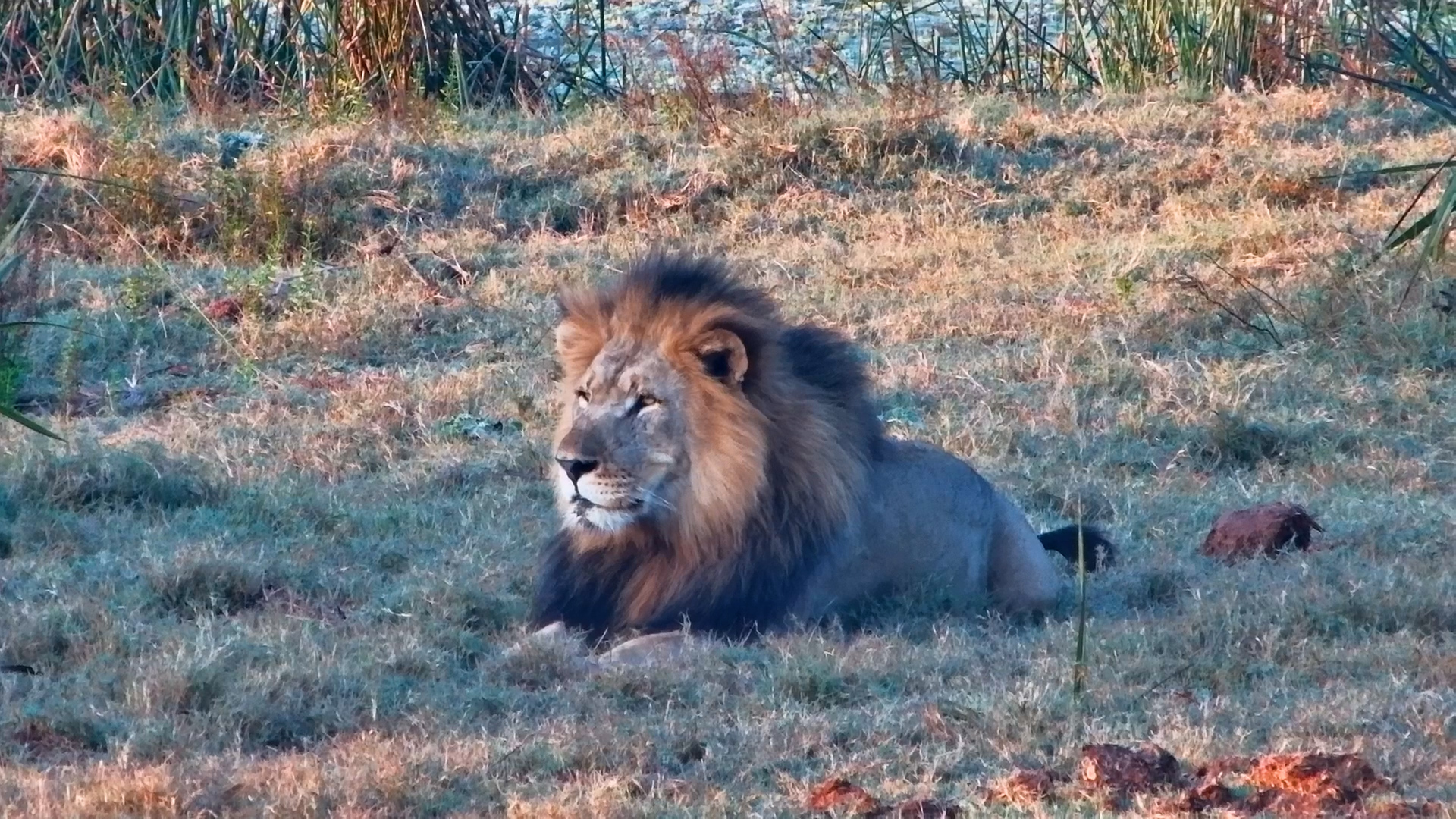 Fluffy Mane, Fierce Gaze - Male Lion Owns Tembe at Sunrise