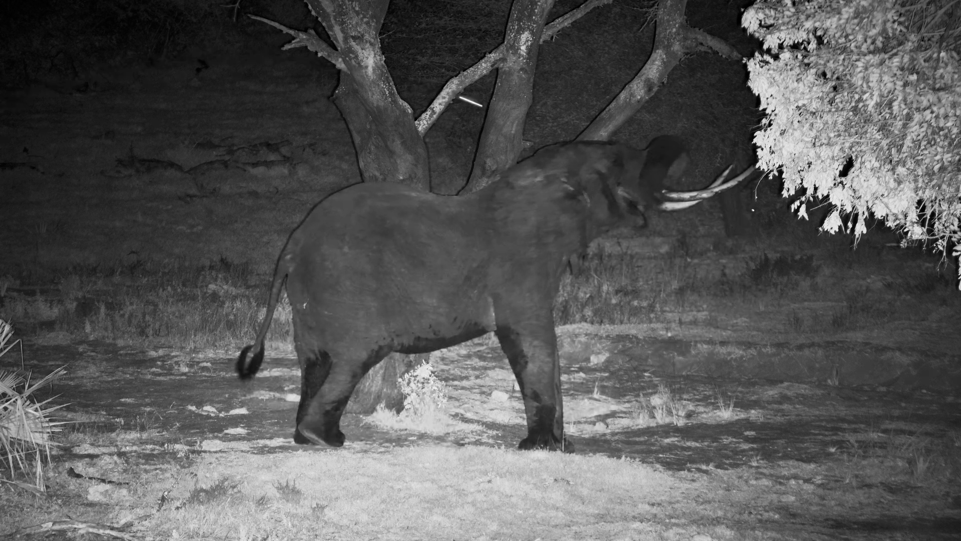 Elephant Finds the Perfect Scratch in the Dark