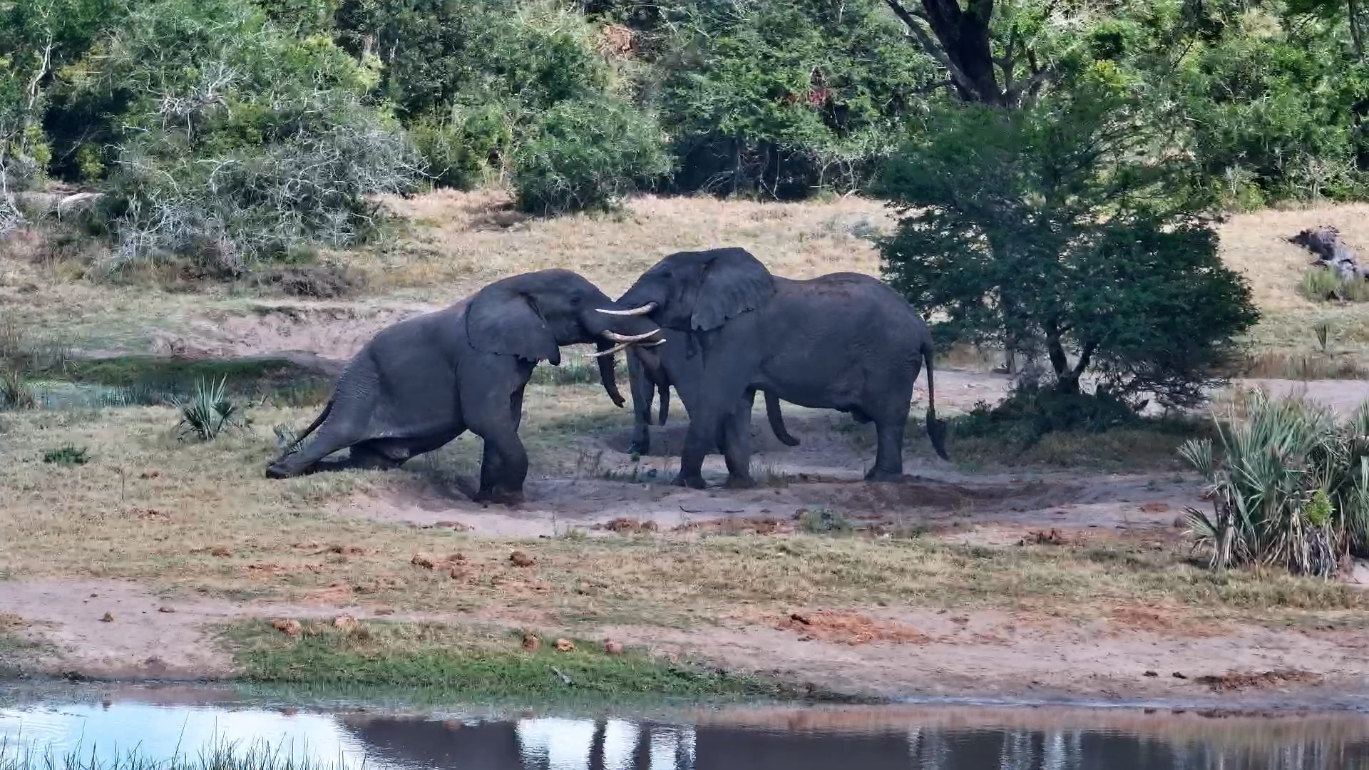 Two Elephants Playfully Spar at Tembe