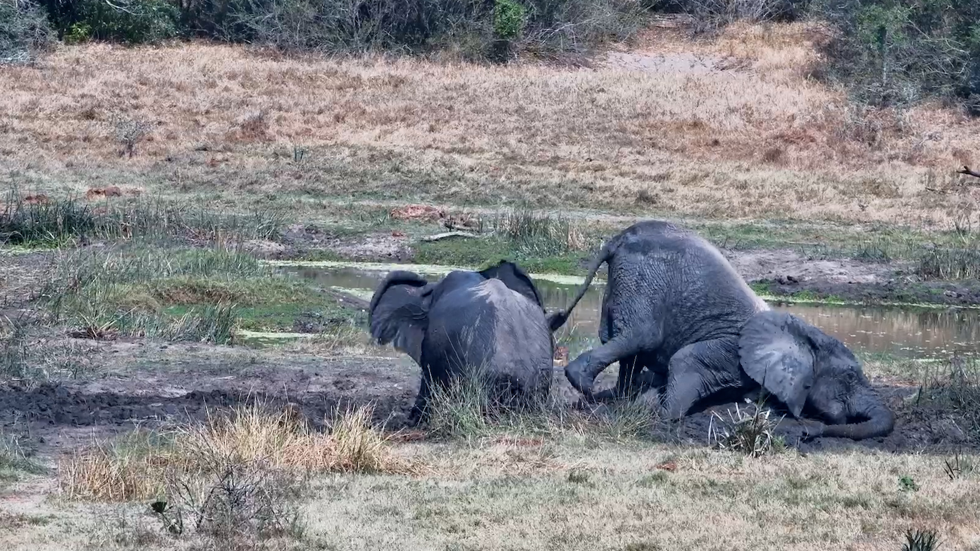 Muddy Moments: Two Elephants Play at Tembe