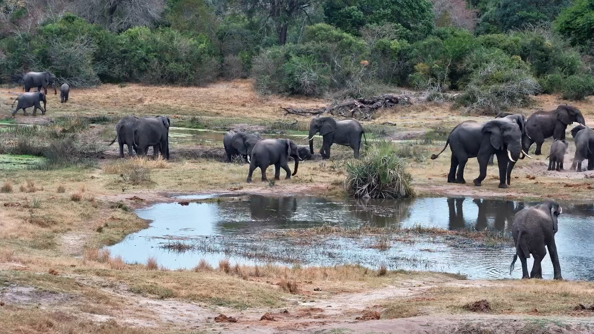 Elephant Herd Hangs Out at Tembe Waterhole