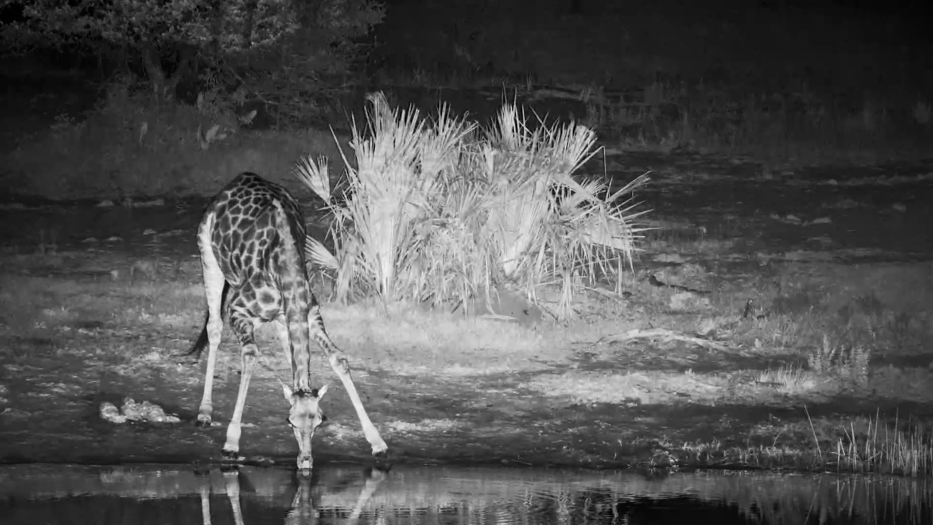 Giraffe Drinks Quietly at Tembe Waterhole After Dark