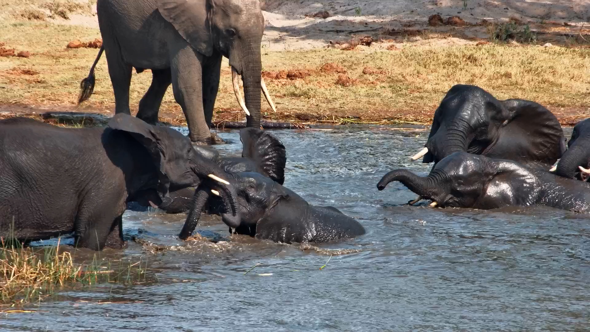 Elephants Having a Blast in the Water