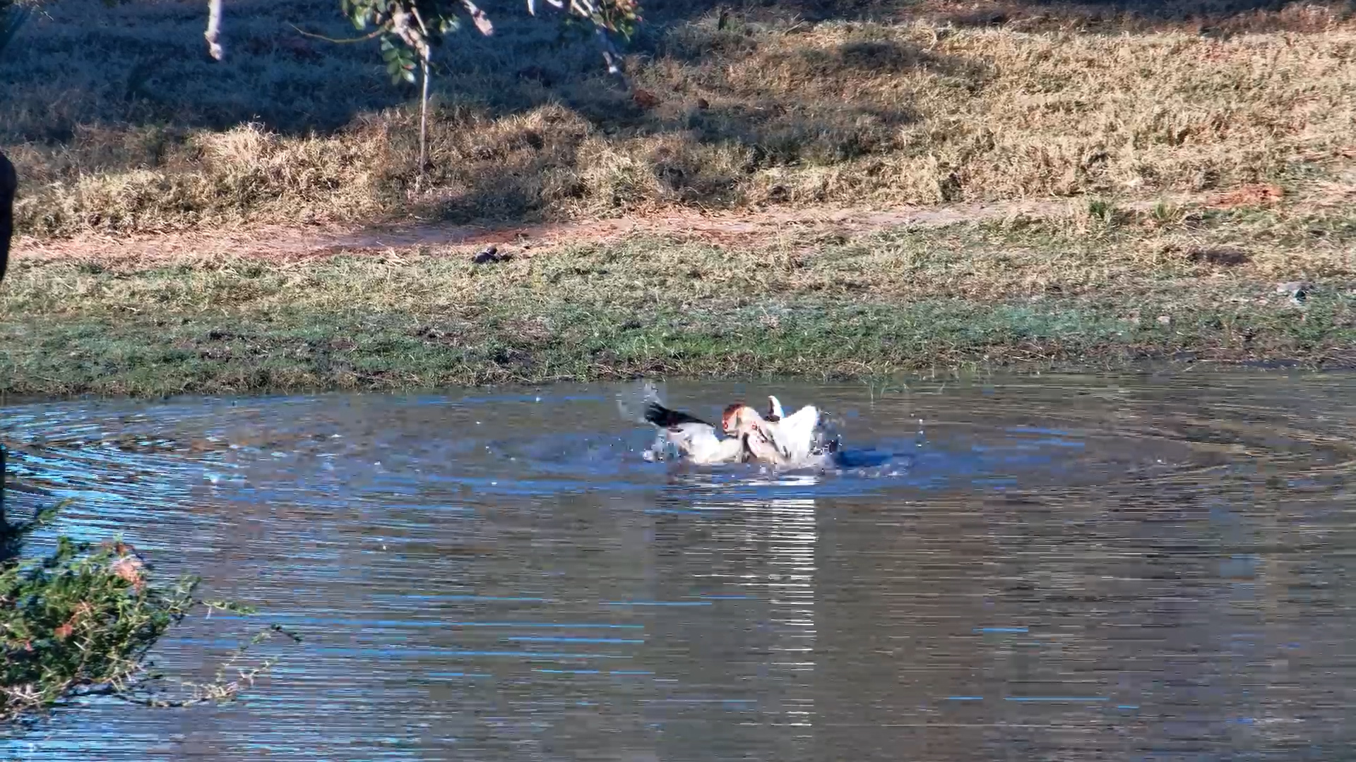 Water Fight! Egyptian Geese Battle for Dominance