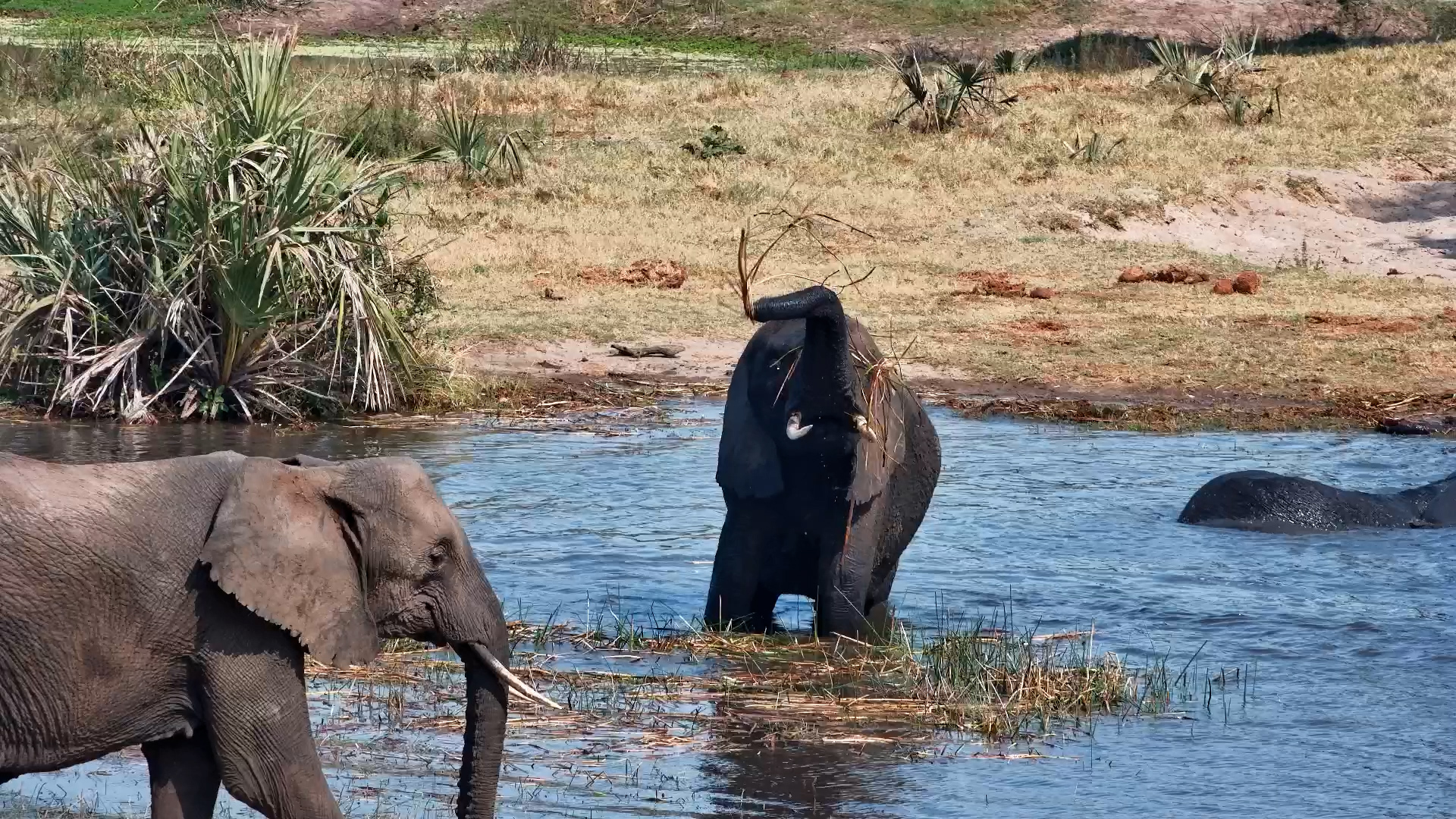 Elephants Playing in the Water at Tembe Waterhole