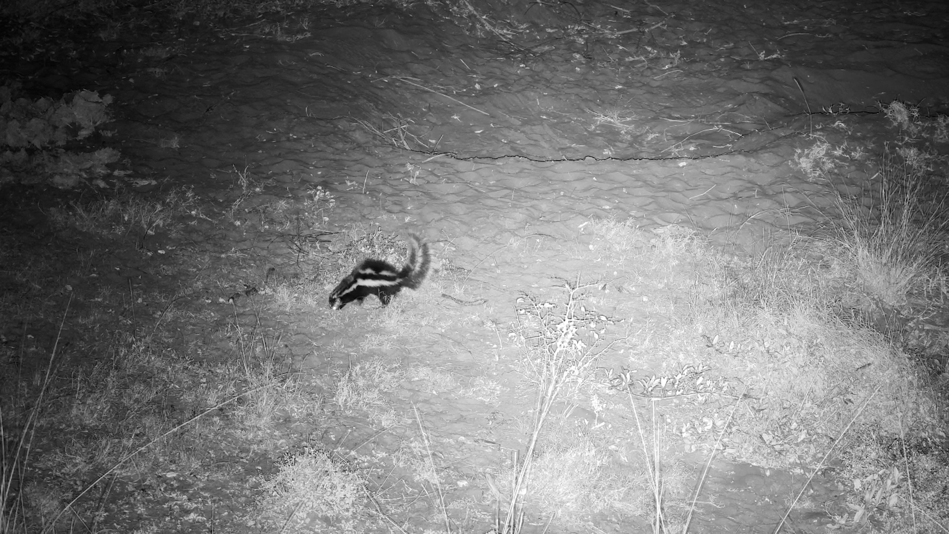 Night Dash: Striped Polecat Races Through Tembe Waterhole