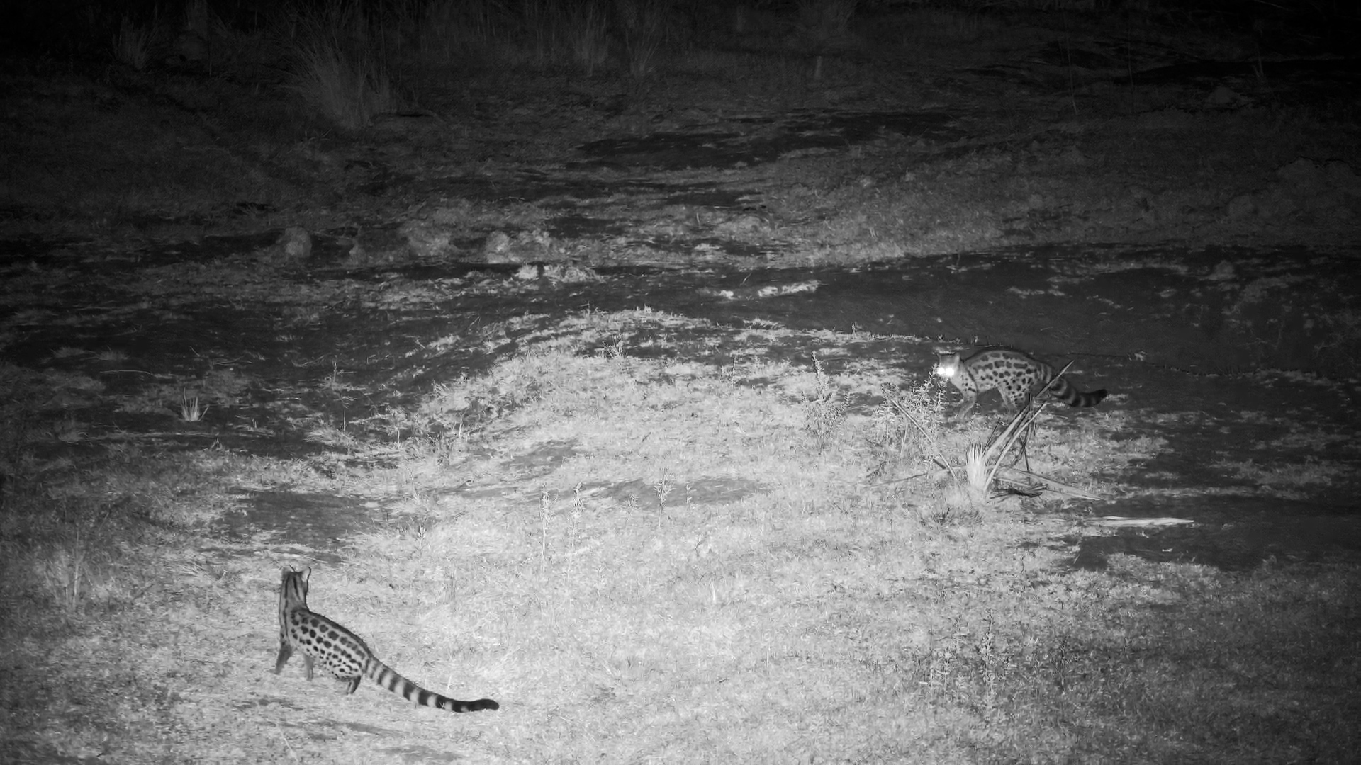 Two Genets Cross Paths at Tembe Waterhole