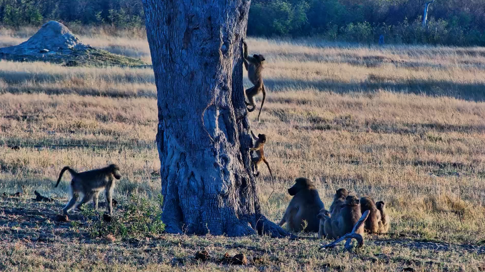 Baby Baboon Is Learning to Climb!