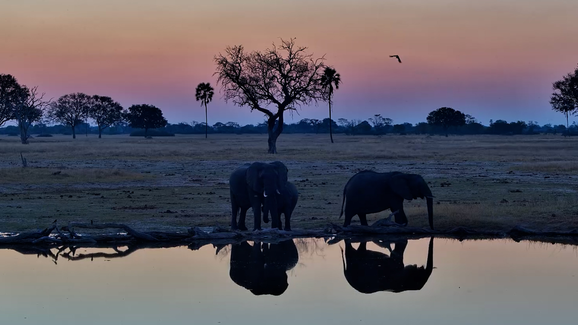 Elephants End the Day in Style
